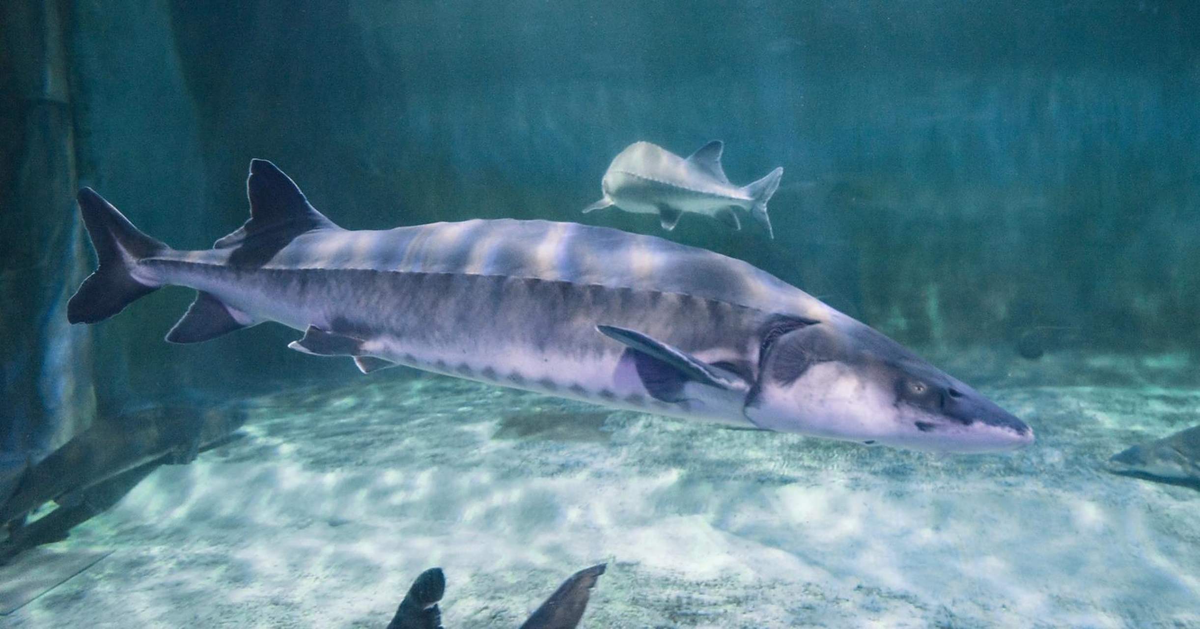 中华鲟科普,长江鱼王,活化石 中华鲟是中国特有的古老而珍稀的洄游性
