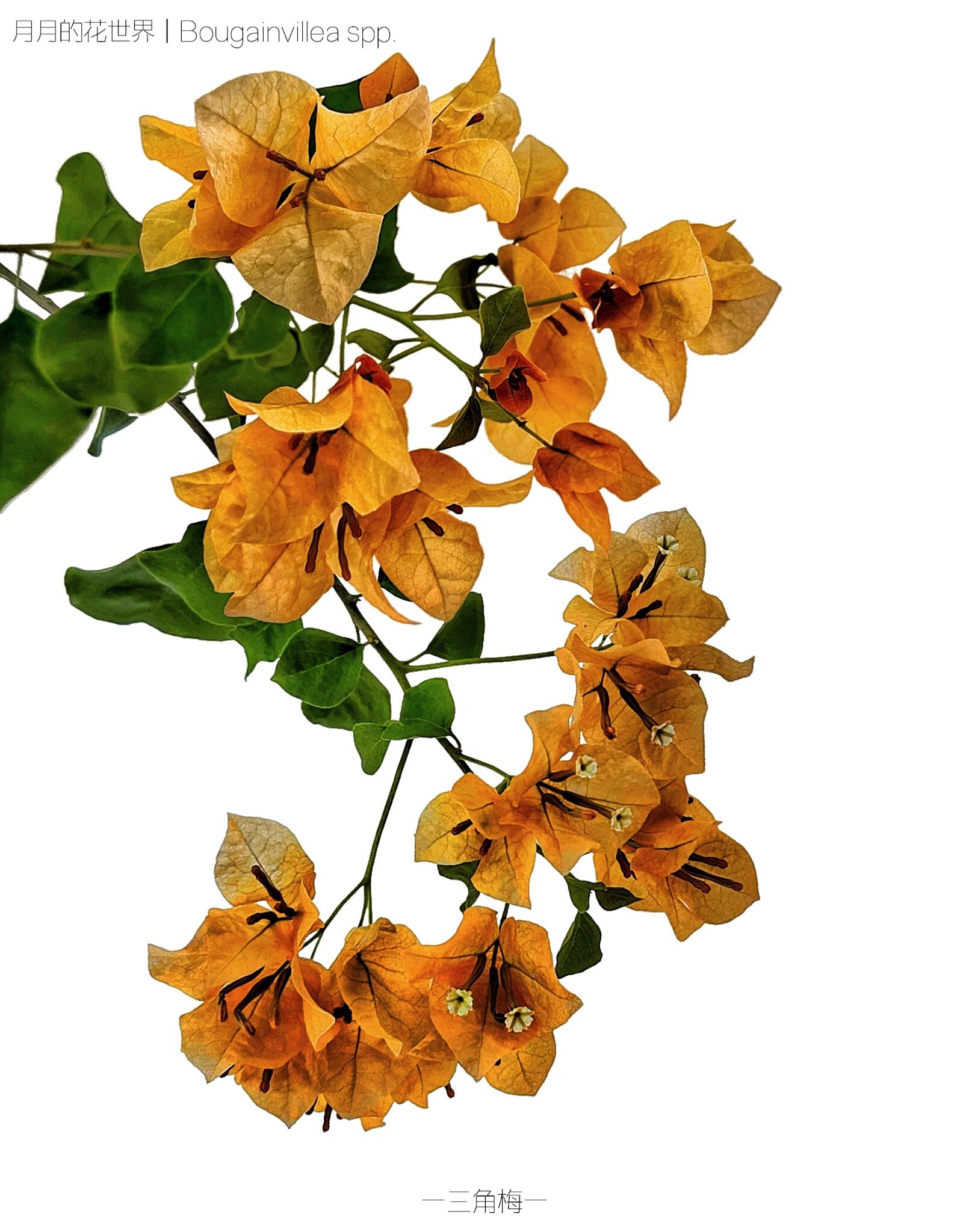 橙色三角梅虽然不