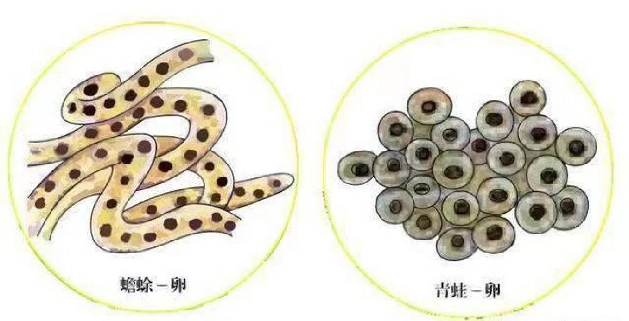 看这篇就够了 🌟蟾蜍的蝌蚪与青蛙的蝌蚪的区别: 1⃣️ 蟾蜍的