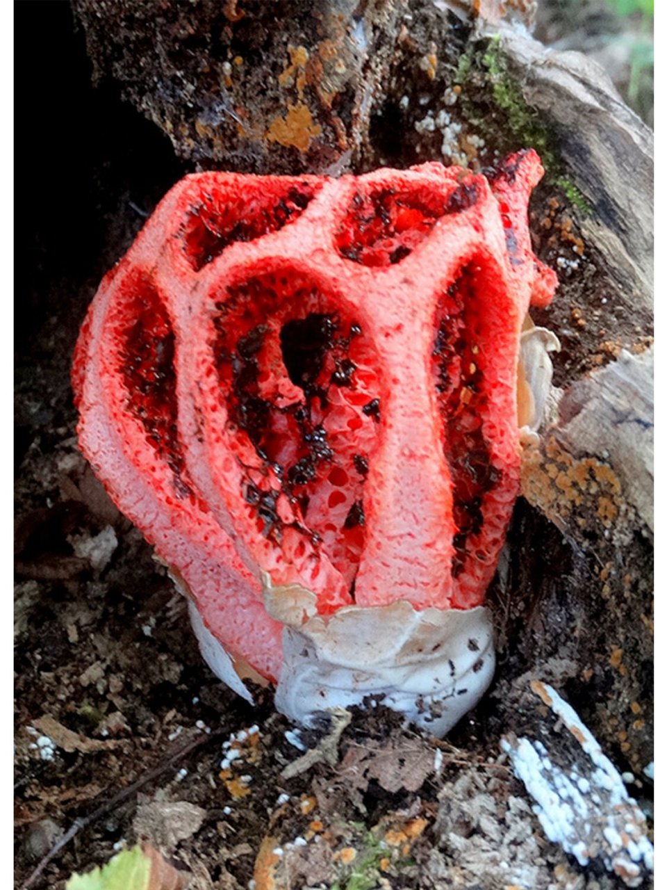 红色笼子 clathrus ruber 学名:红笼头菌 .