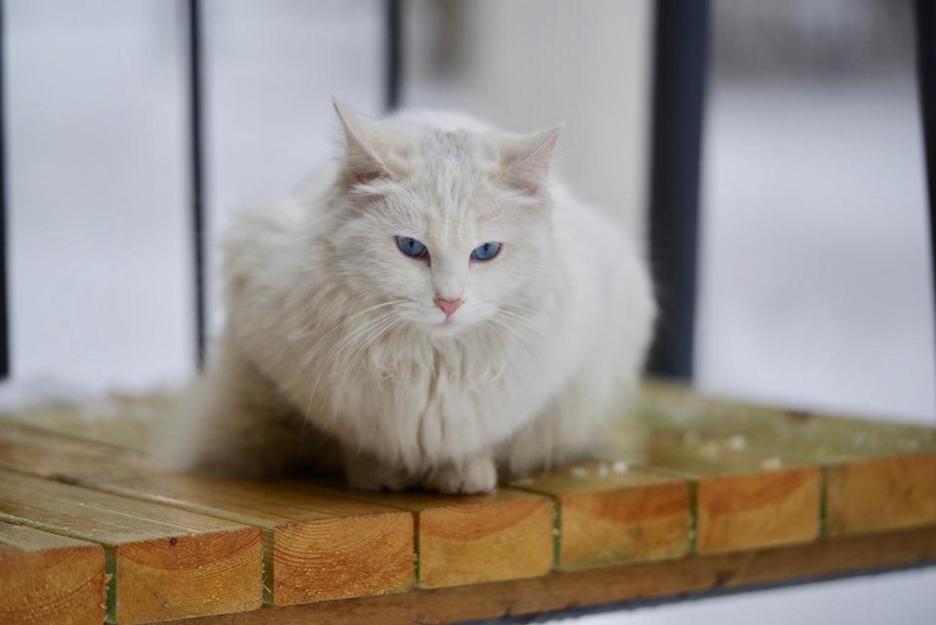 白色基蒂猫咪,看到它的一刻,感觉整个心都溶化了~ 眼神太美了 ~#萌宠