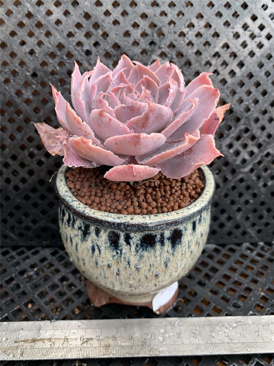 96每天认识一种多肉9411496粉色天使 95形态特征 pinky又叫