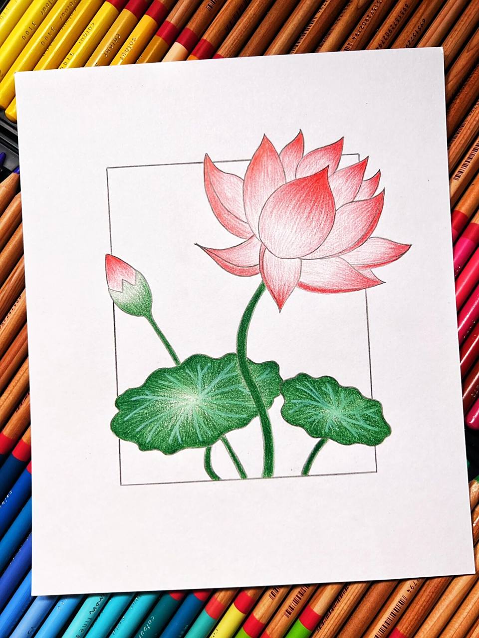 荷花简笔画(彩铅手绘)