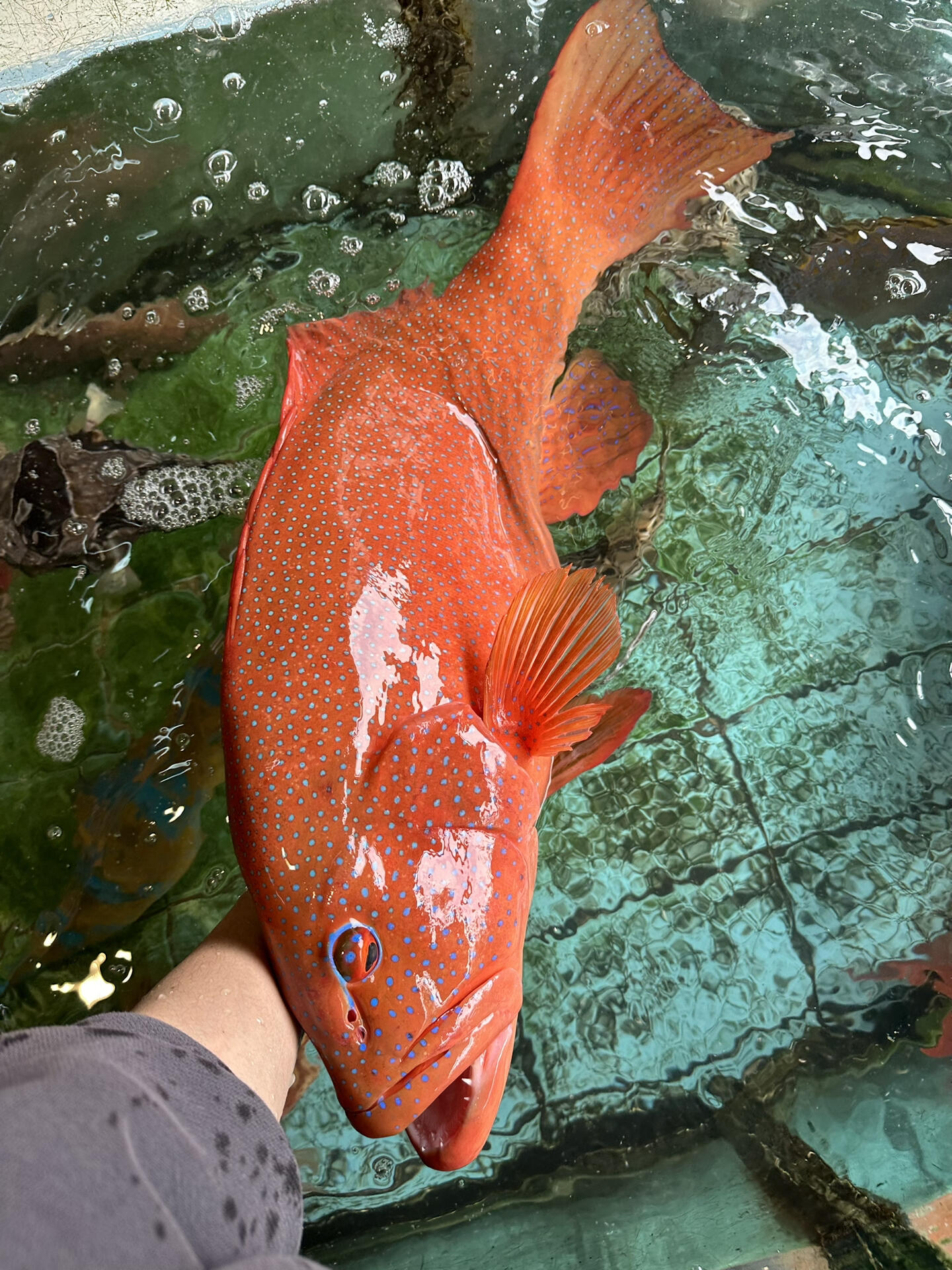 深海野生大东星斑