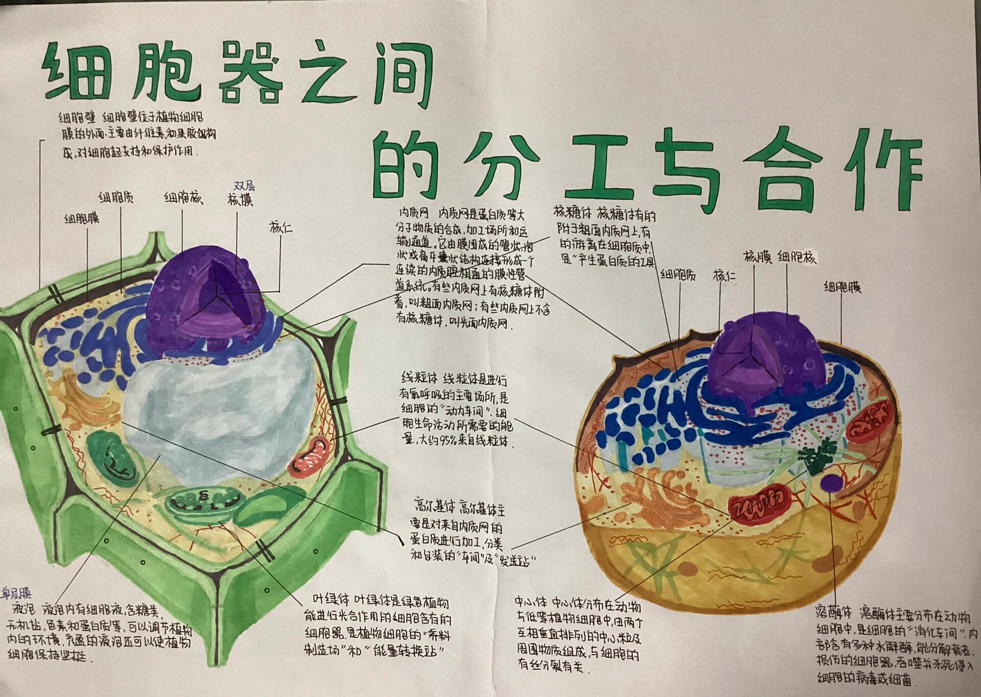 高一生物细胞手抄报97