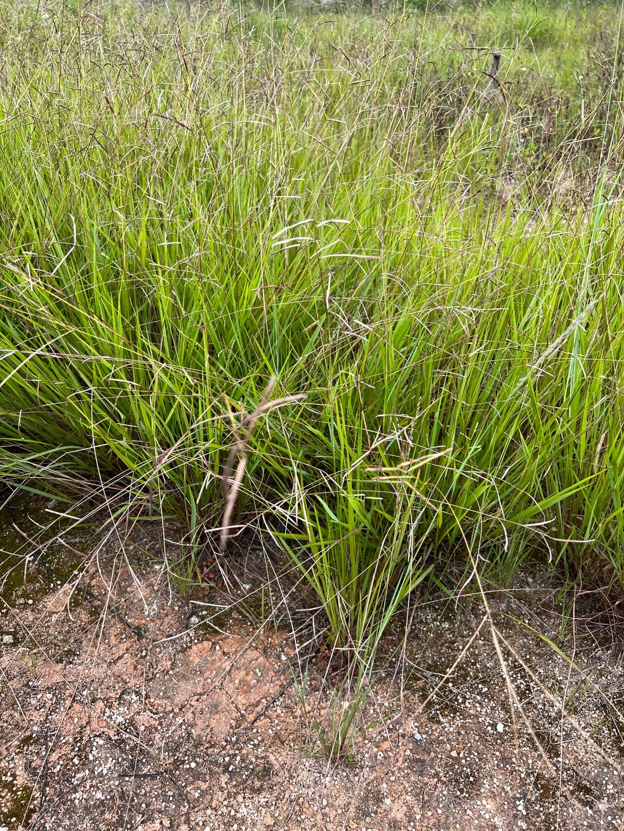 nees)是禾本科,千金子属一年生草本植物.