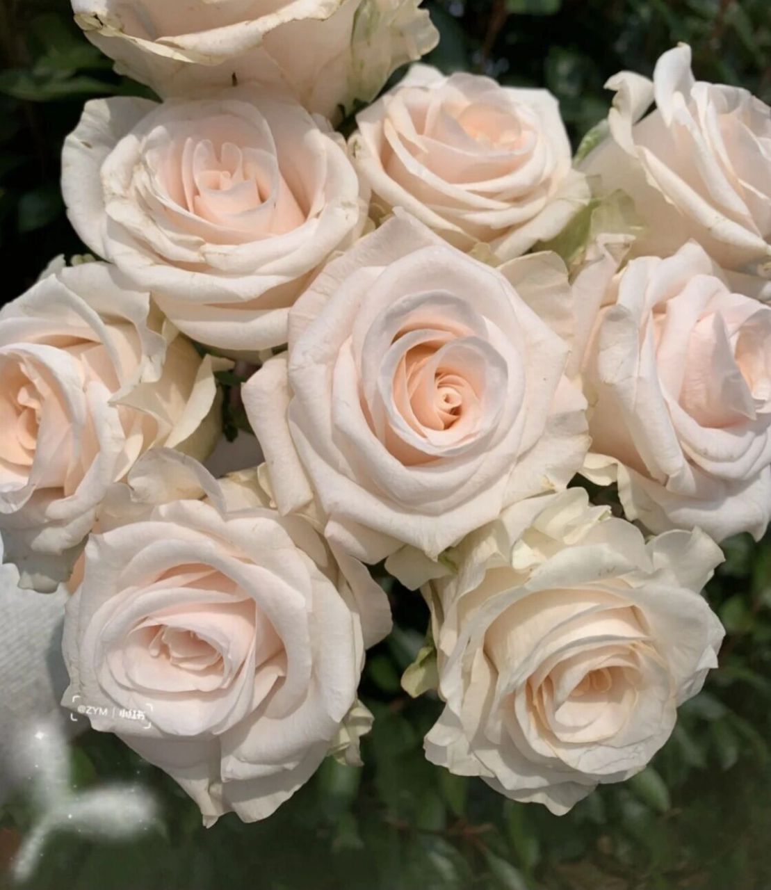 每天认识一种花--辛西娅玫瑰 辛西娅玫瑰 高颜值自带珠光感的玫瑰,无