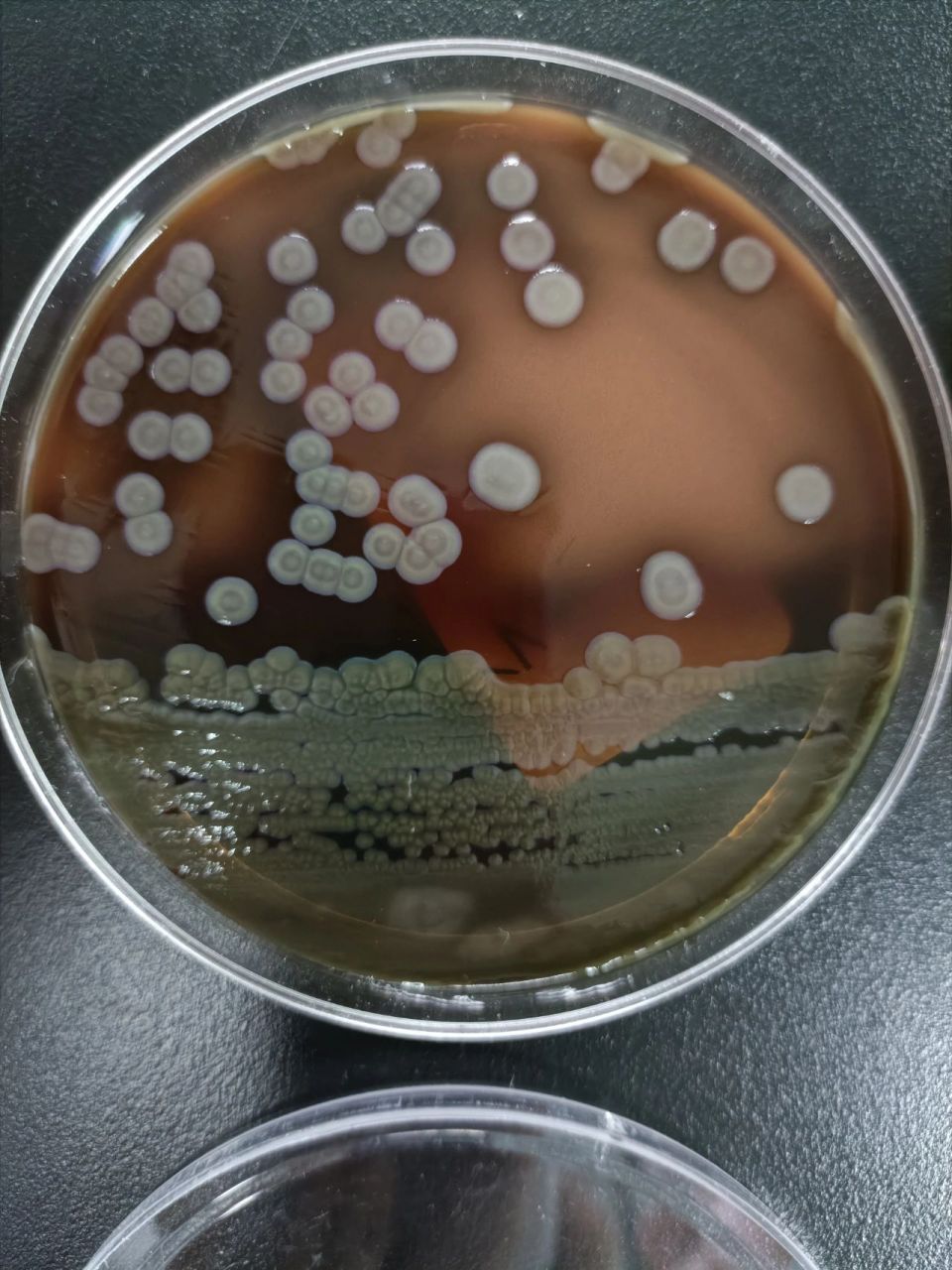 嗜麦芽窄食单胞菌 1.