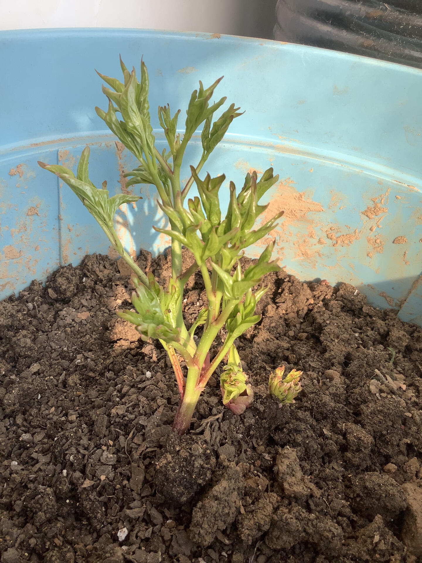 芍药块根发芽到底要不要剪吖?