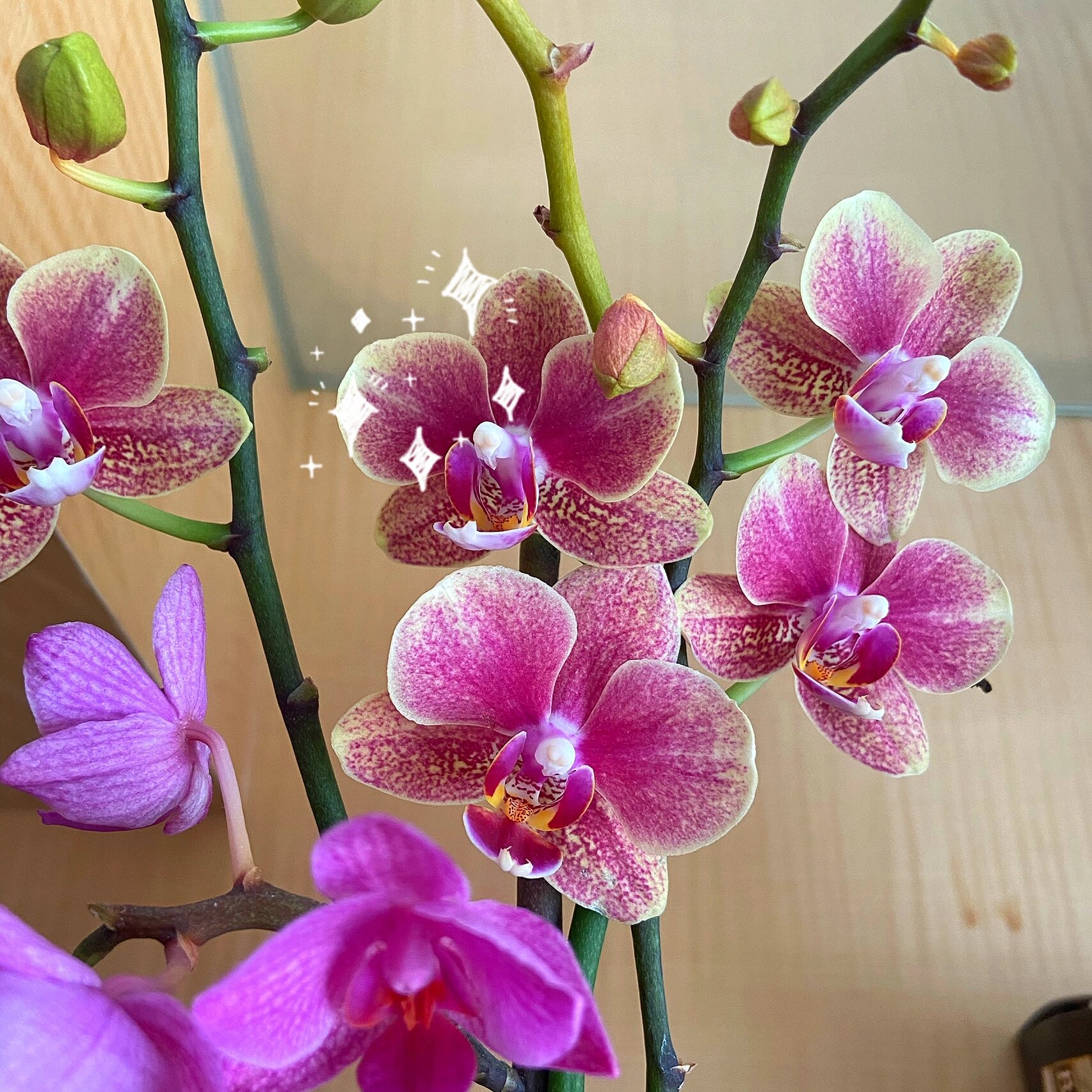 蝴蝶兰金蝶 金蝶的颜色太美了!