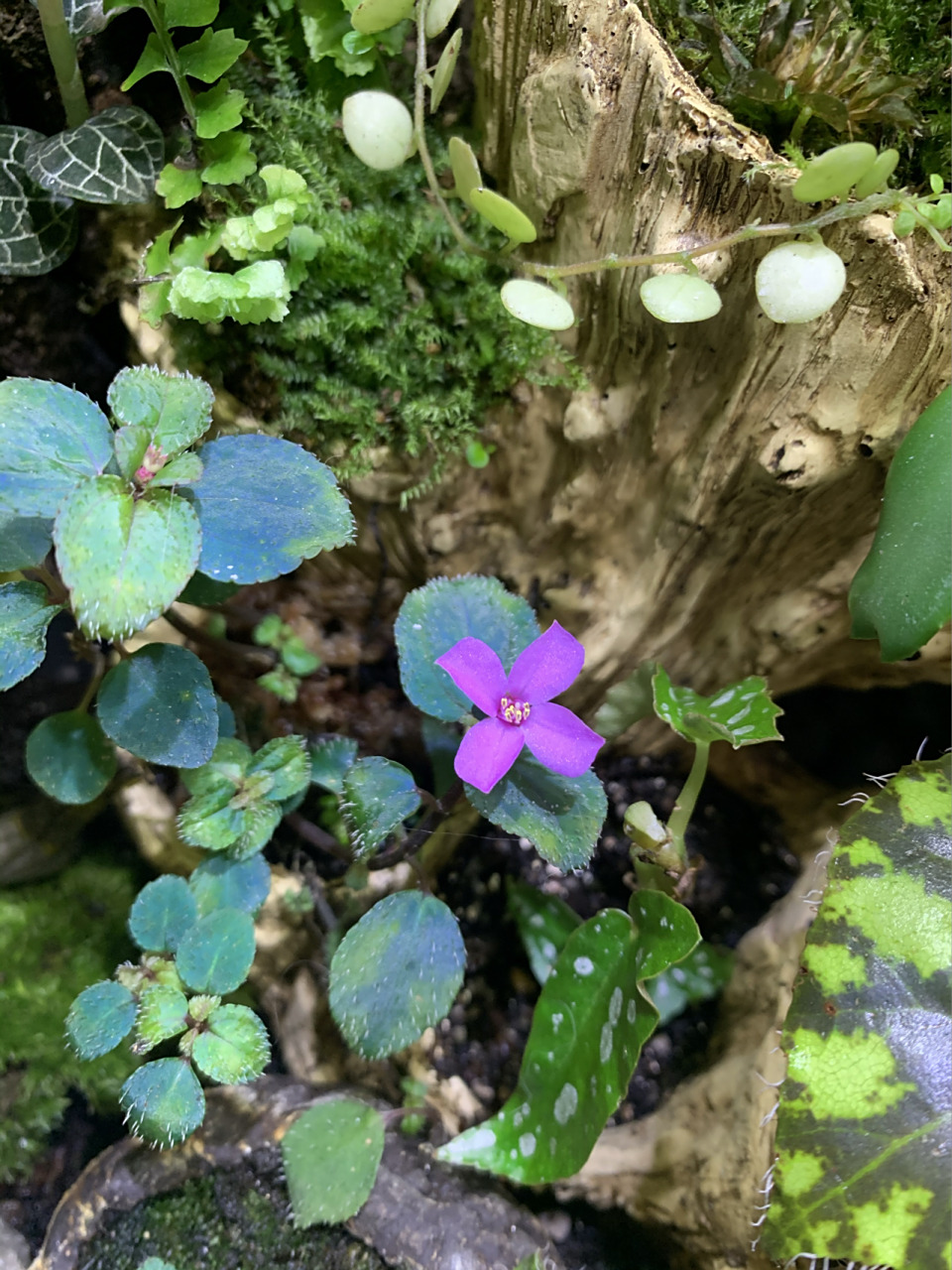 购物闲95一个卖苔藓的小姐姐 当时她写的是"蓝色反光蜂斗草",挺便宜