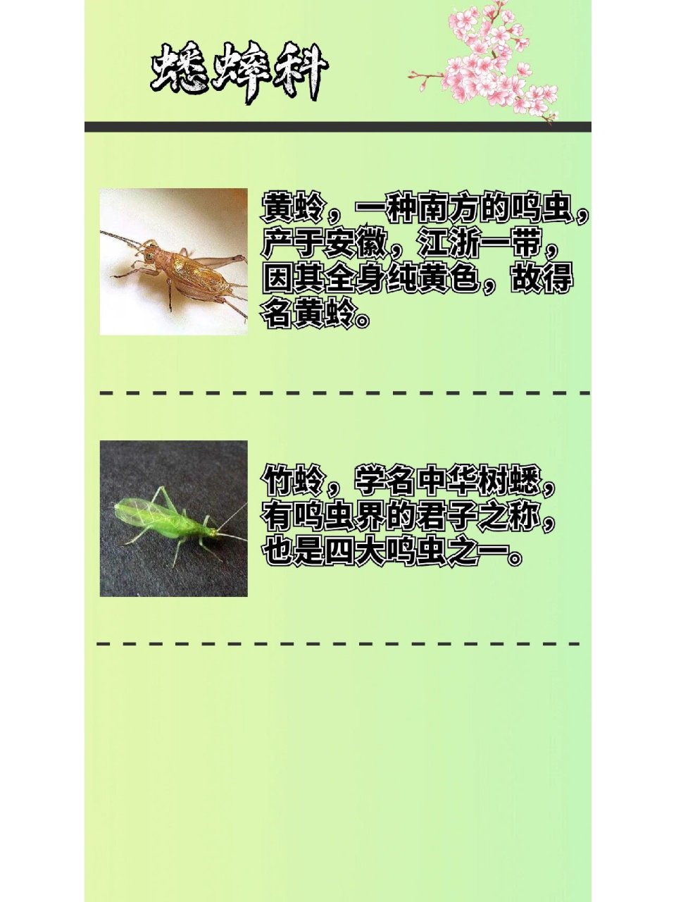中国鸣虫的分类 中国鸣虫的分类 	 这次总结的只是很中国鸣虫的一小
