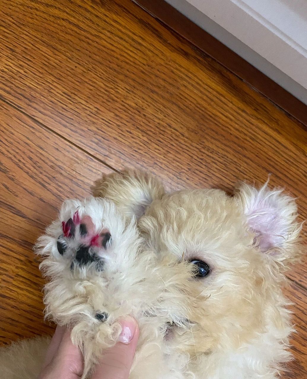 比熊泰迪串串 刚三个月的小胖子已经4斤半了