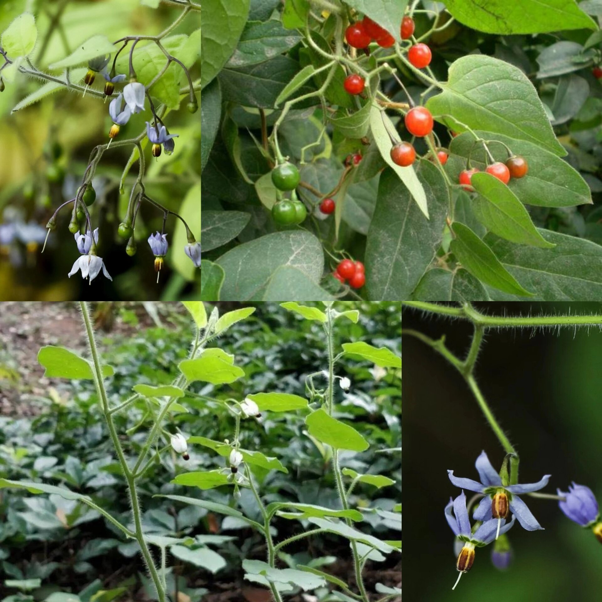 入肝,胃经. 【功效】清热解毒,利尿,祛风湿. 《本经》"白英,味