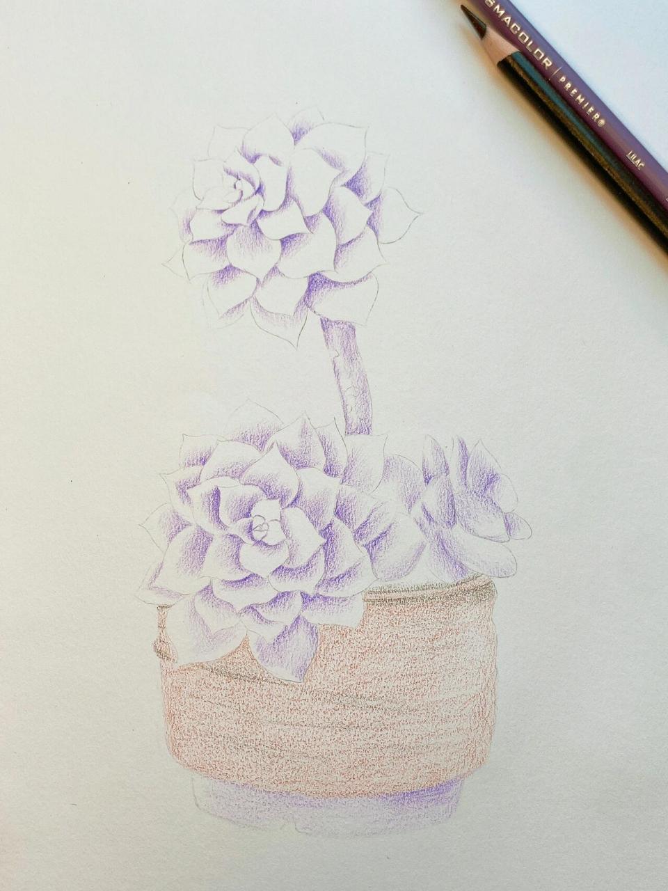 彩铅画多肉植物 过程图 多肉盆栽