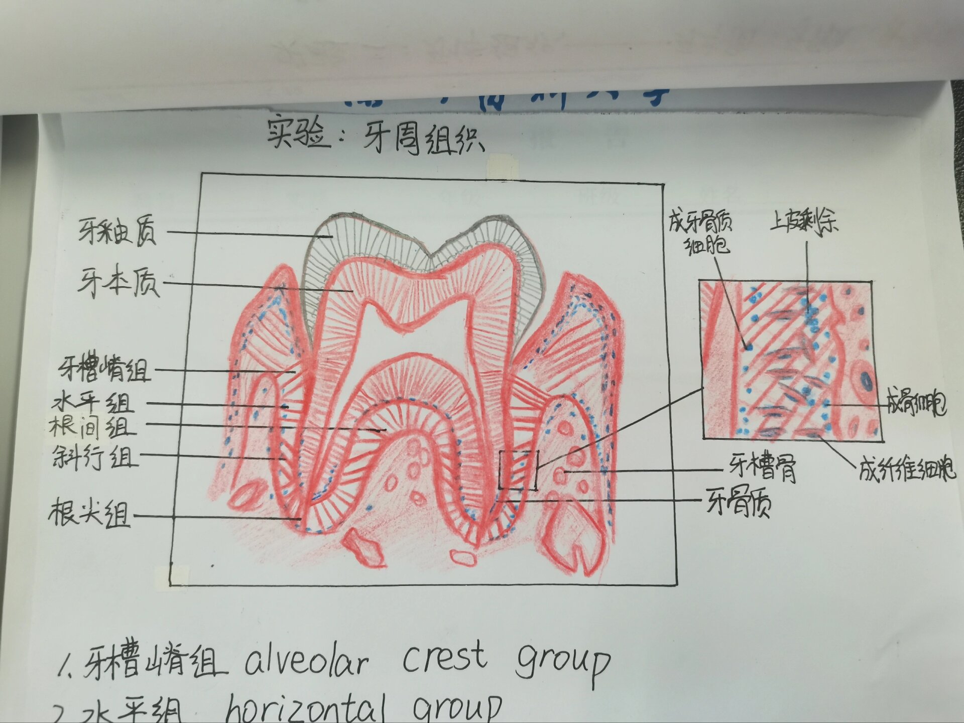 牙本质绘图图片