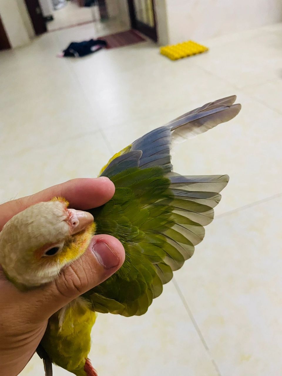 关于鹦鹉的剪羽 给大家讲讲鹦鹉怎么剪羽,达到了效果,还保留了原有的