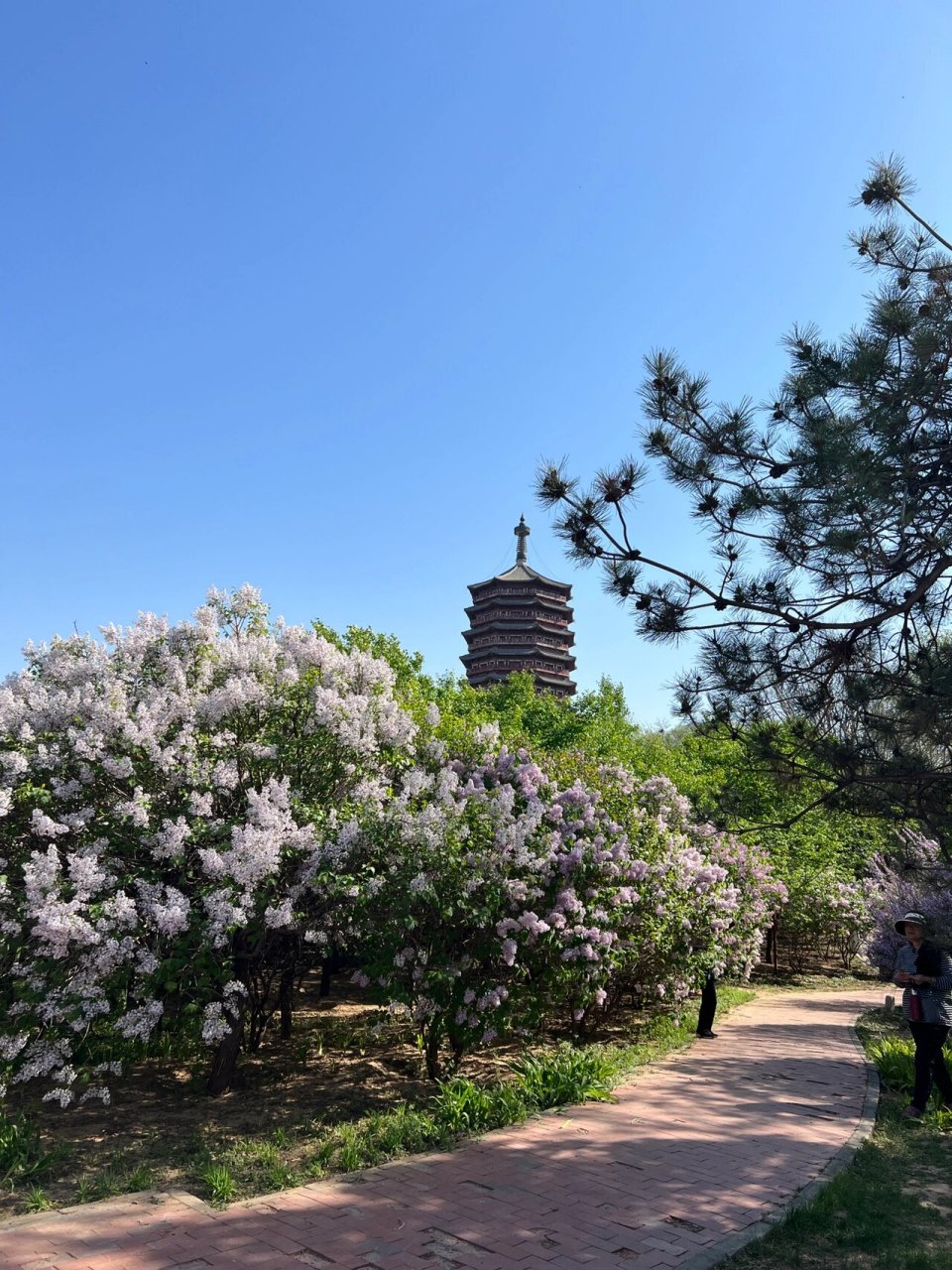 北京园博园春游记 昨天去了北京园博园,这是我第一次去,玩的很开心