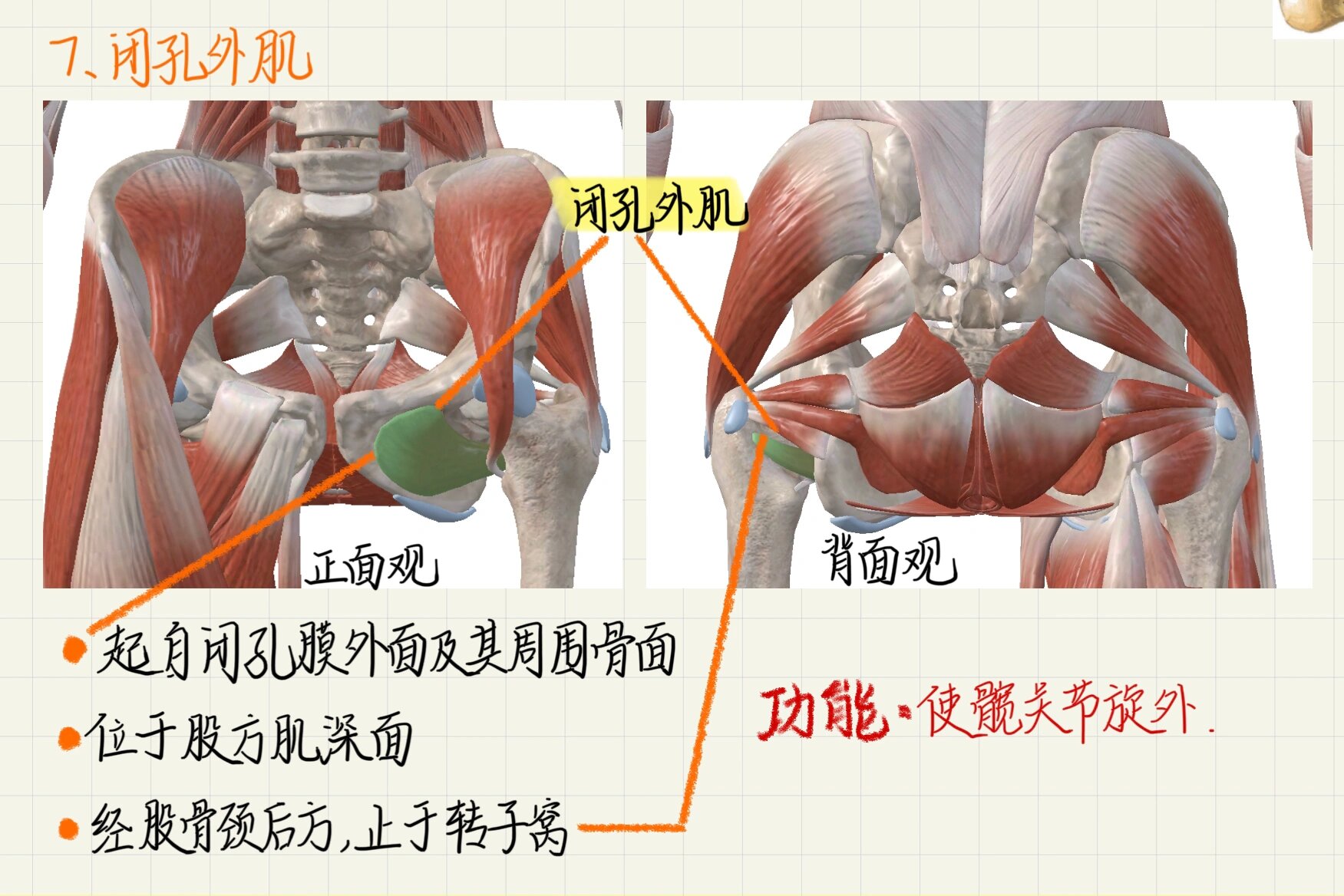 臀大肌图示图片