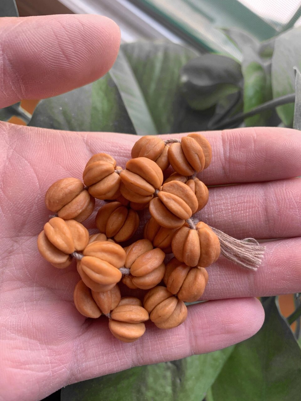 0元入手文玩——山楂核,也叫五福籽 找个山楂树,快熟还没熟的时候摘