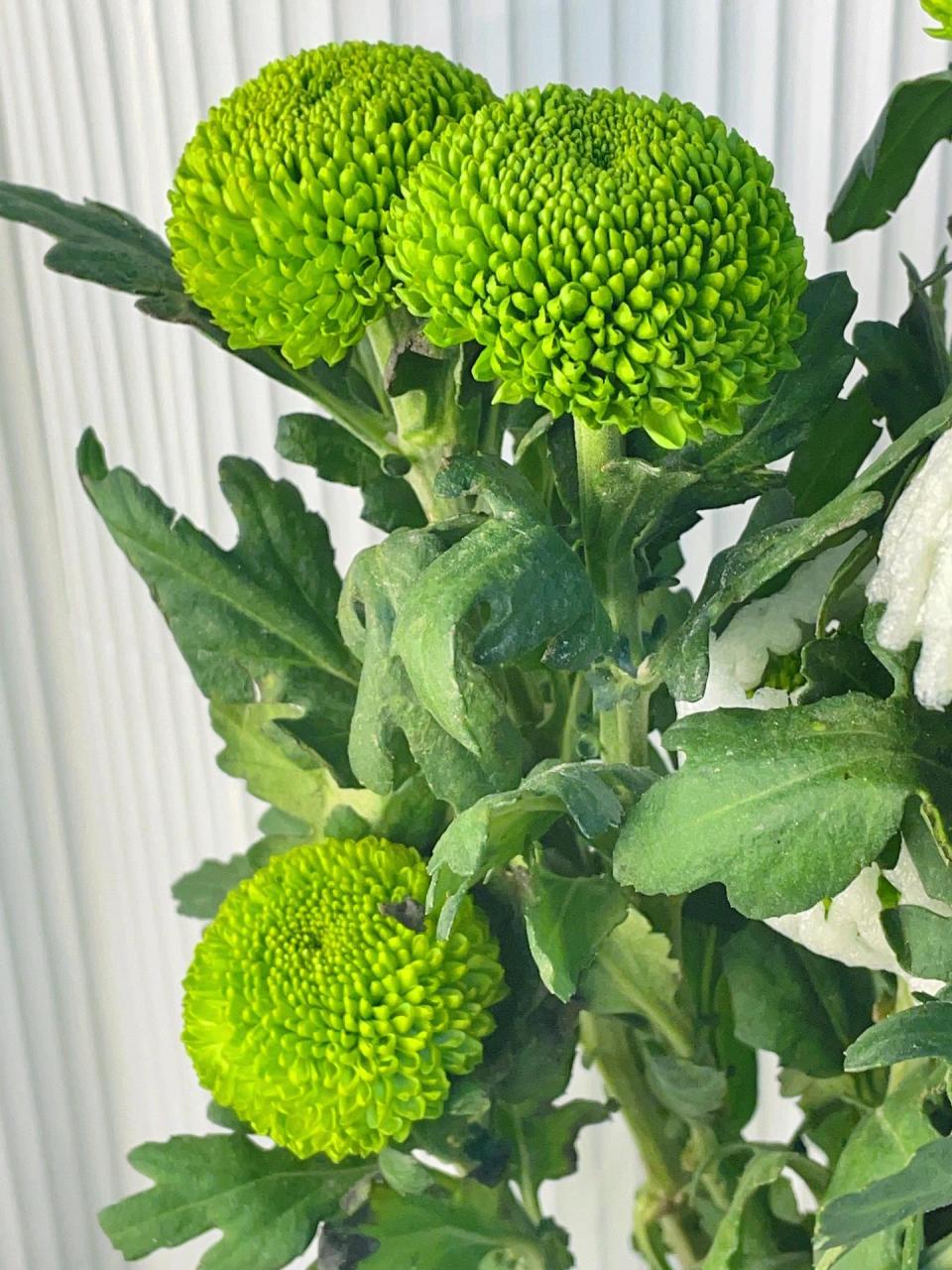 乒乓菊最好养的菊花97谨记56615点花开全年6015  乒乓菊,因