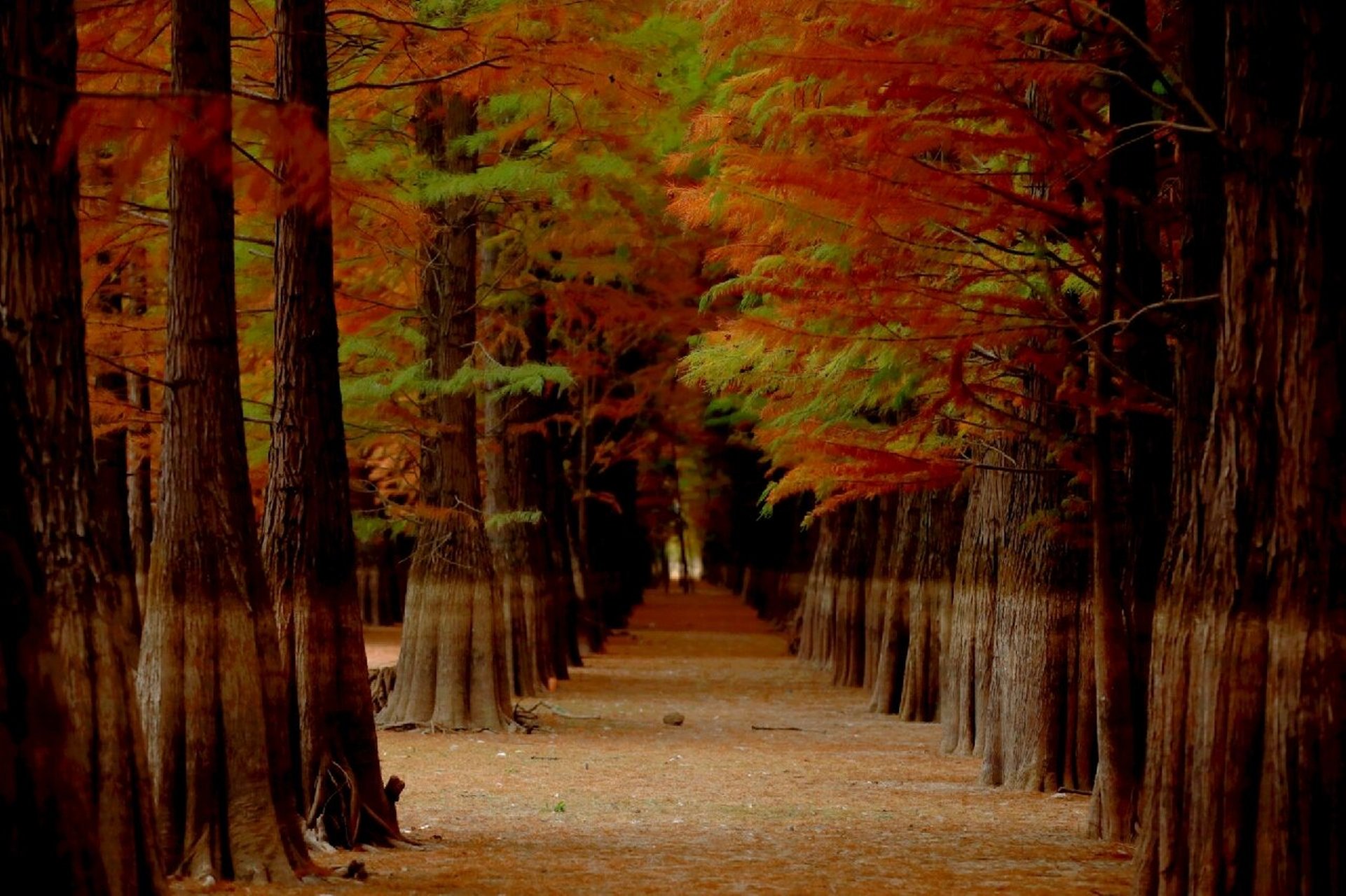 深秋安庆怀宁金鸡岭红杉林宛如油画 深秋里,安庆怀宁雷埠乡金鸡岭的