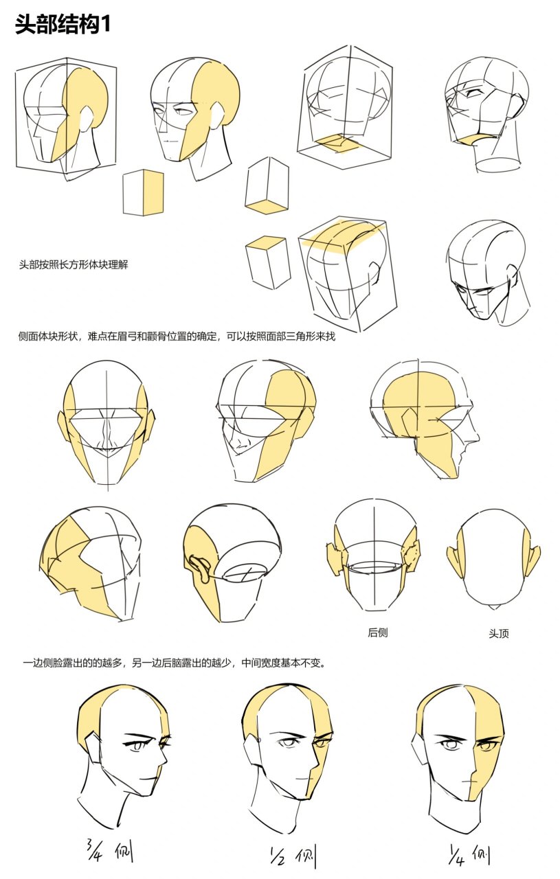 人物头部结构图图片