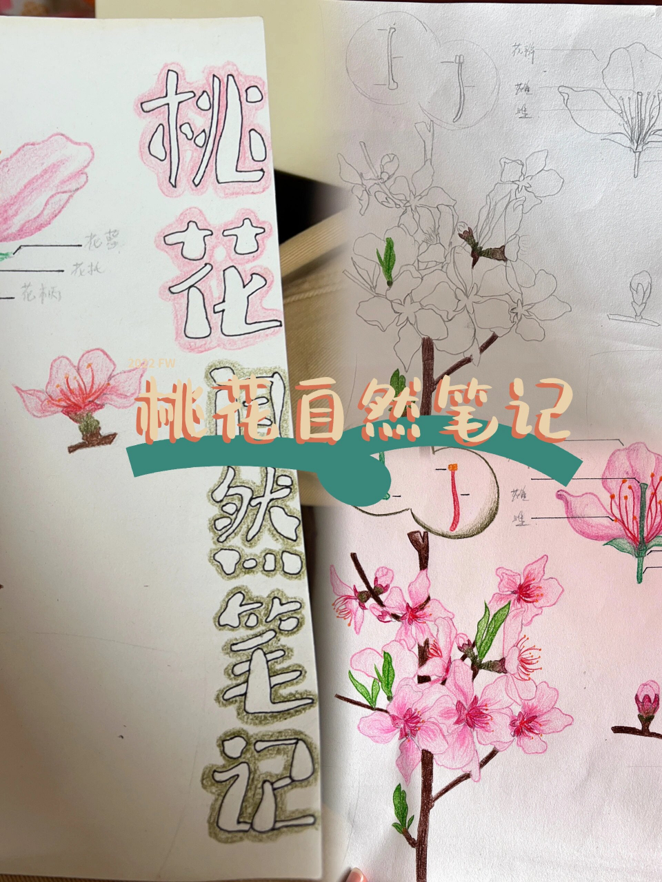 桃花的自然笔记作品图片