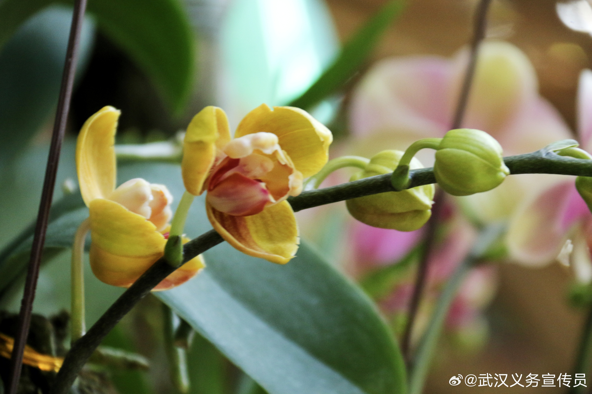 《兰花》【明】薛网  我爱幽兰异众芳,不将颜色媚春阳.