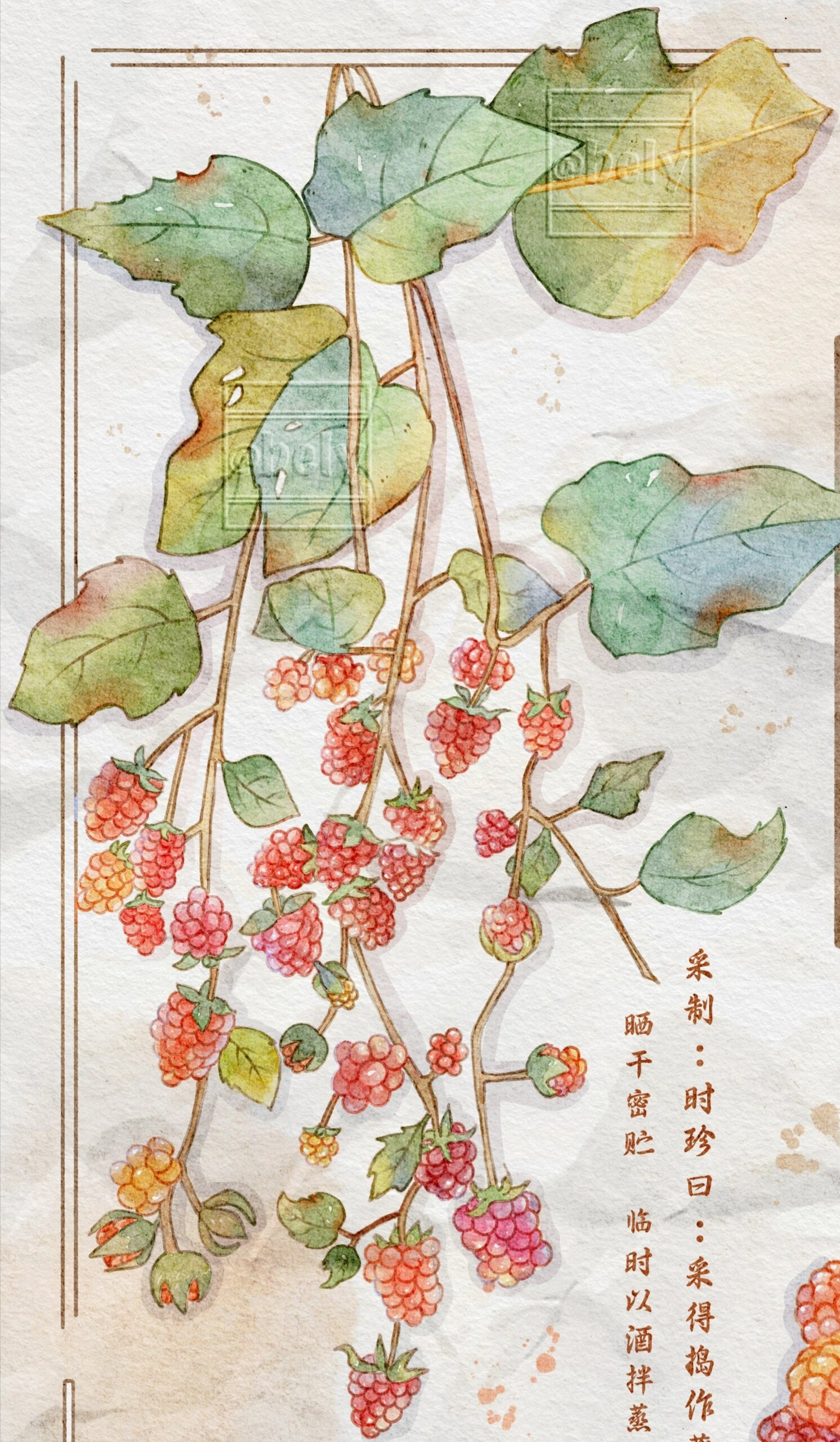 【本草纲目】水彩手绘图鉴—覆盆子 覆盆子: 【释名】当之曰:子似覆盆