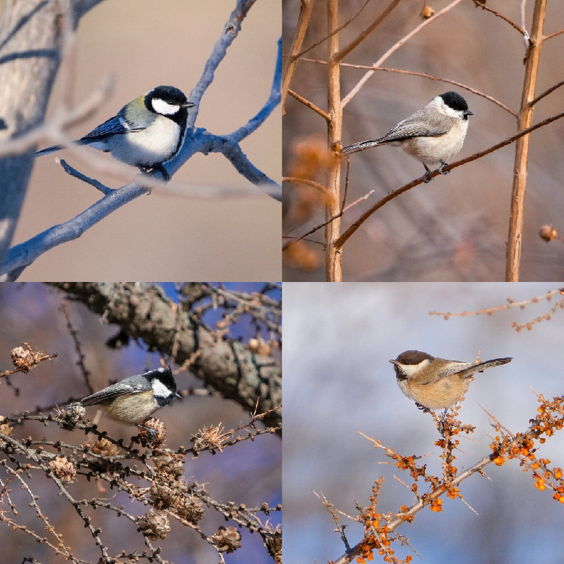 看图识鸟,各种山雀,大家分得清楚么99