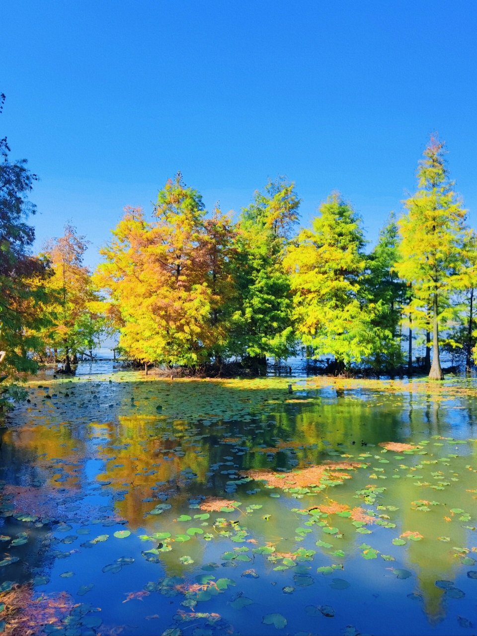 镇江金山湖的水杉 再等等就更美啦