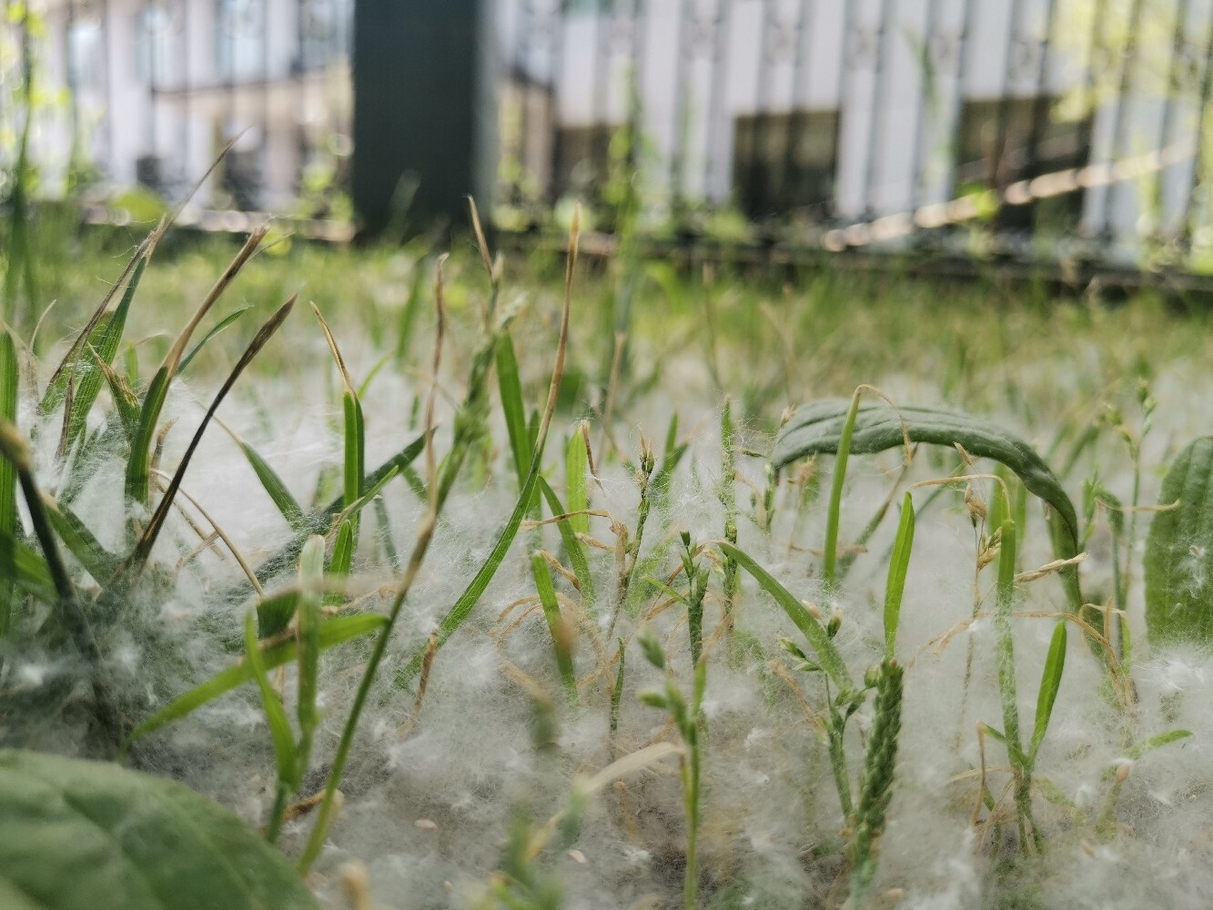 就是没想到,第一次来五台山就遇到这么大雨 晚上逛完殊像寺回来的路上