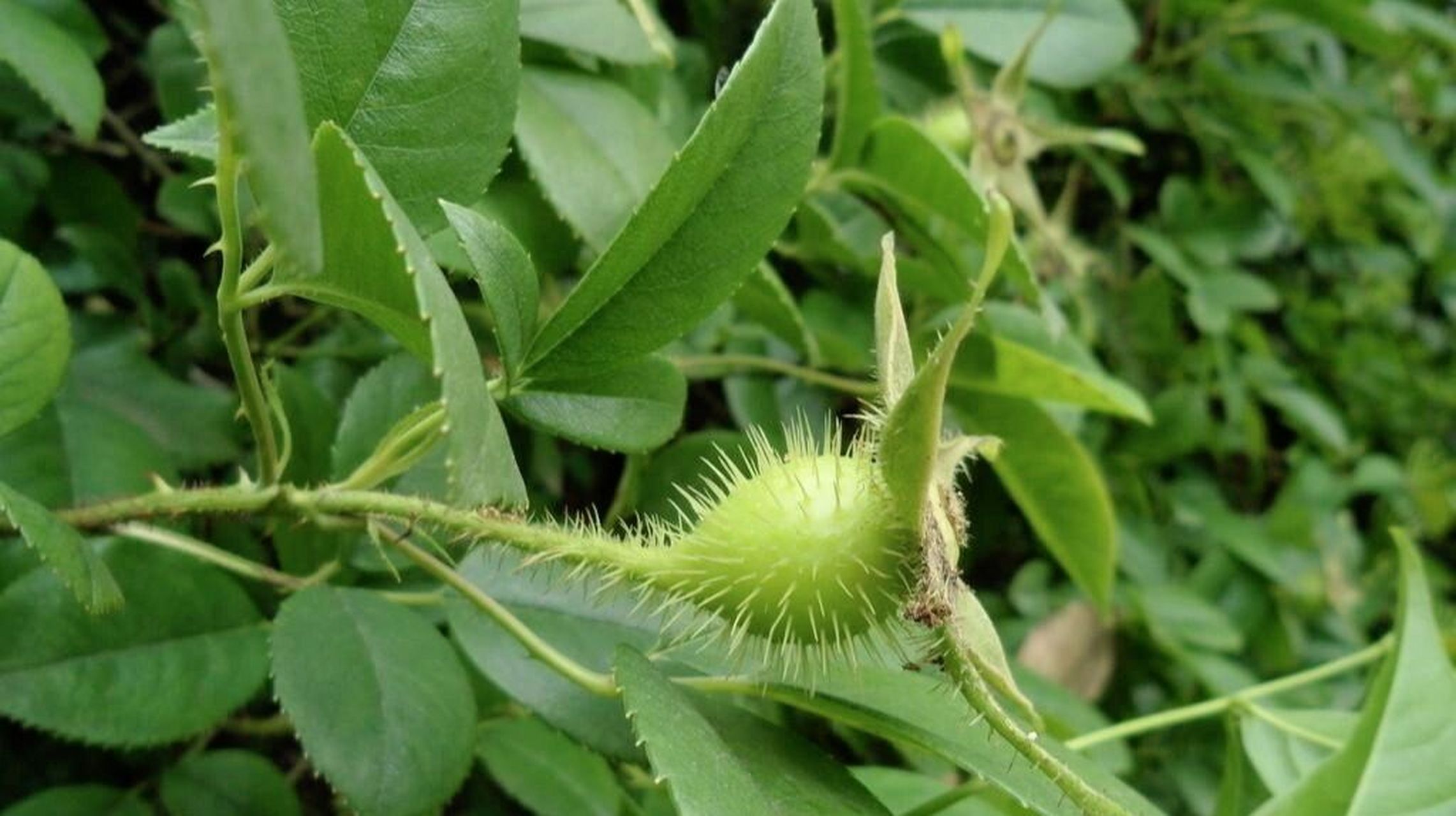 金樱子喜温暖,湿润和阳光充足环境,夏季要求高燥,凉爽及半阴条件