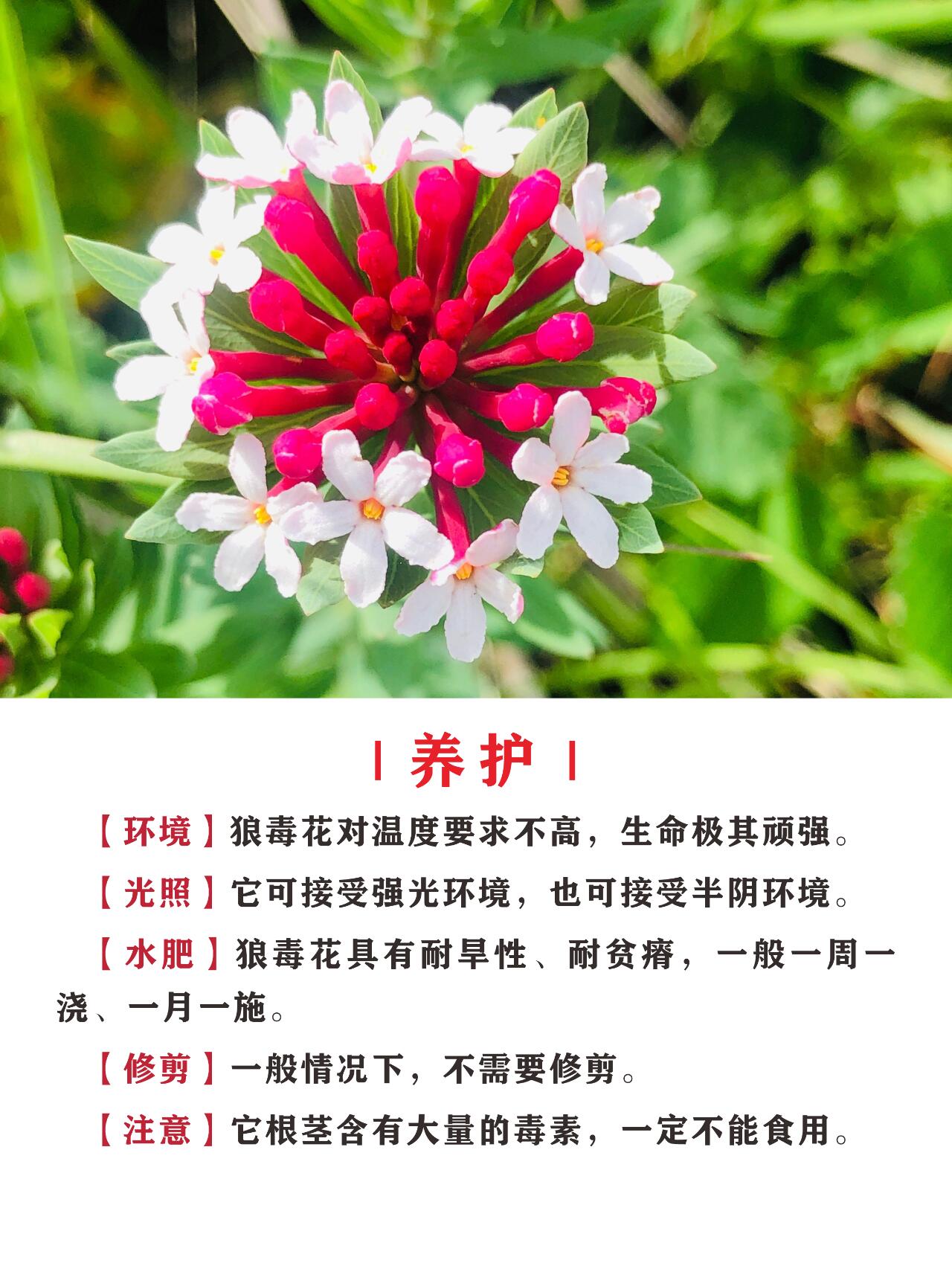 狼毒草的图片与作用图片