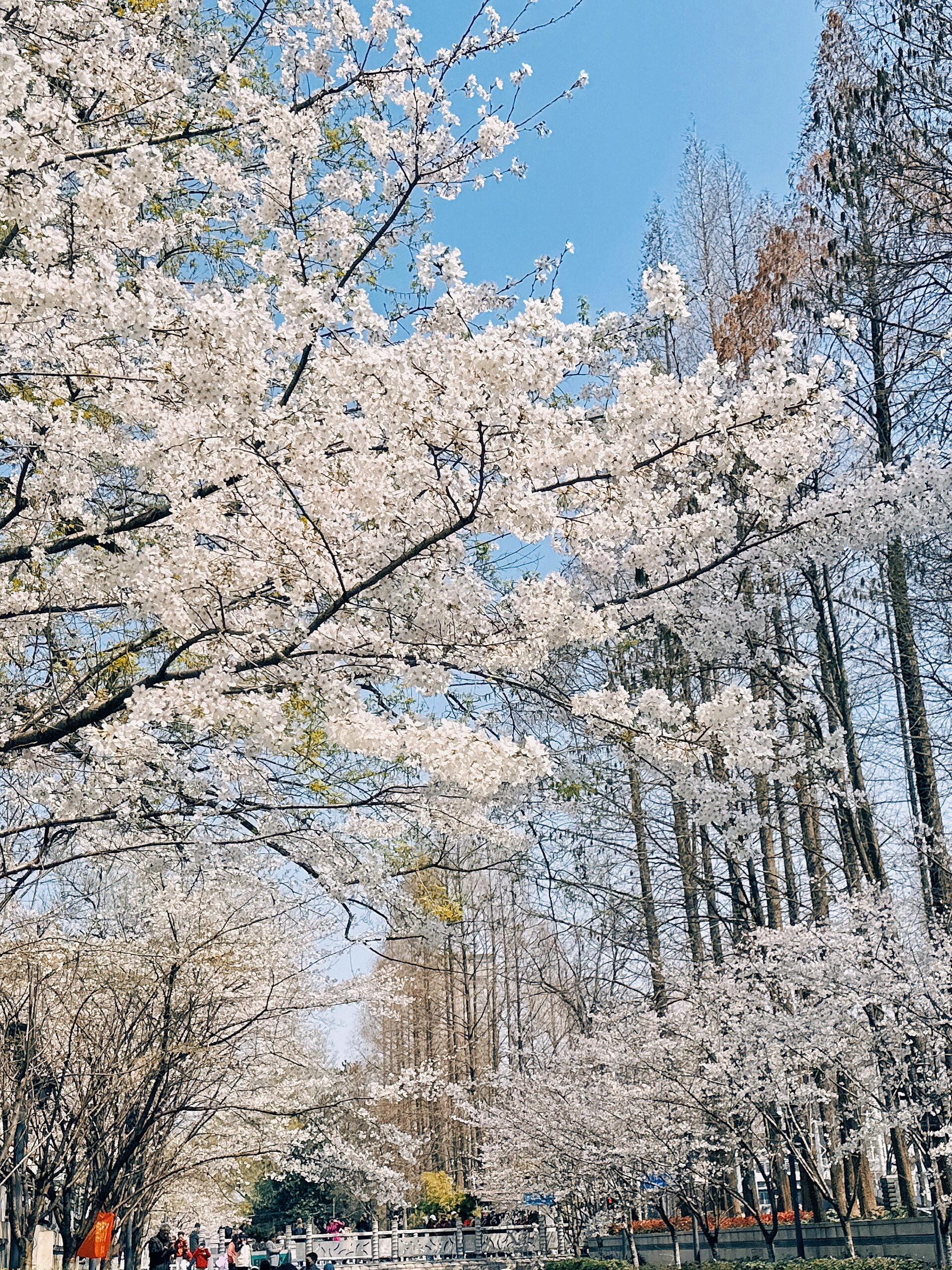 鸡鸣寺的樱花开花图片