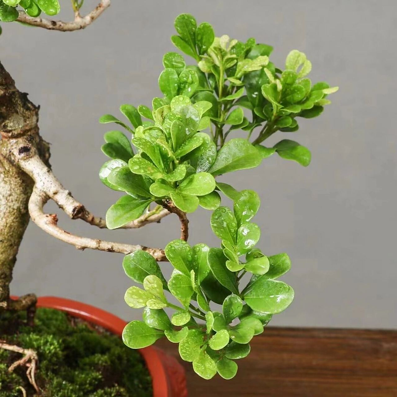 精品米兰老桩盆景,桩老叶美. 精品米兰老桩盆景,桩老叶美.