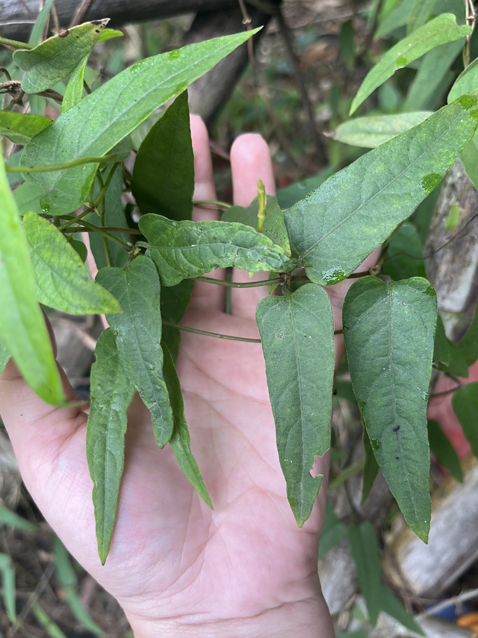 婆婆说小叶种的鸡屎藤非常好