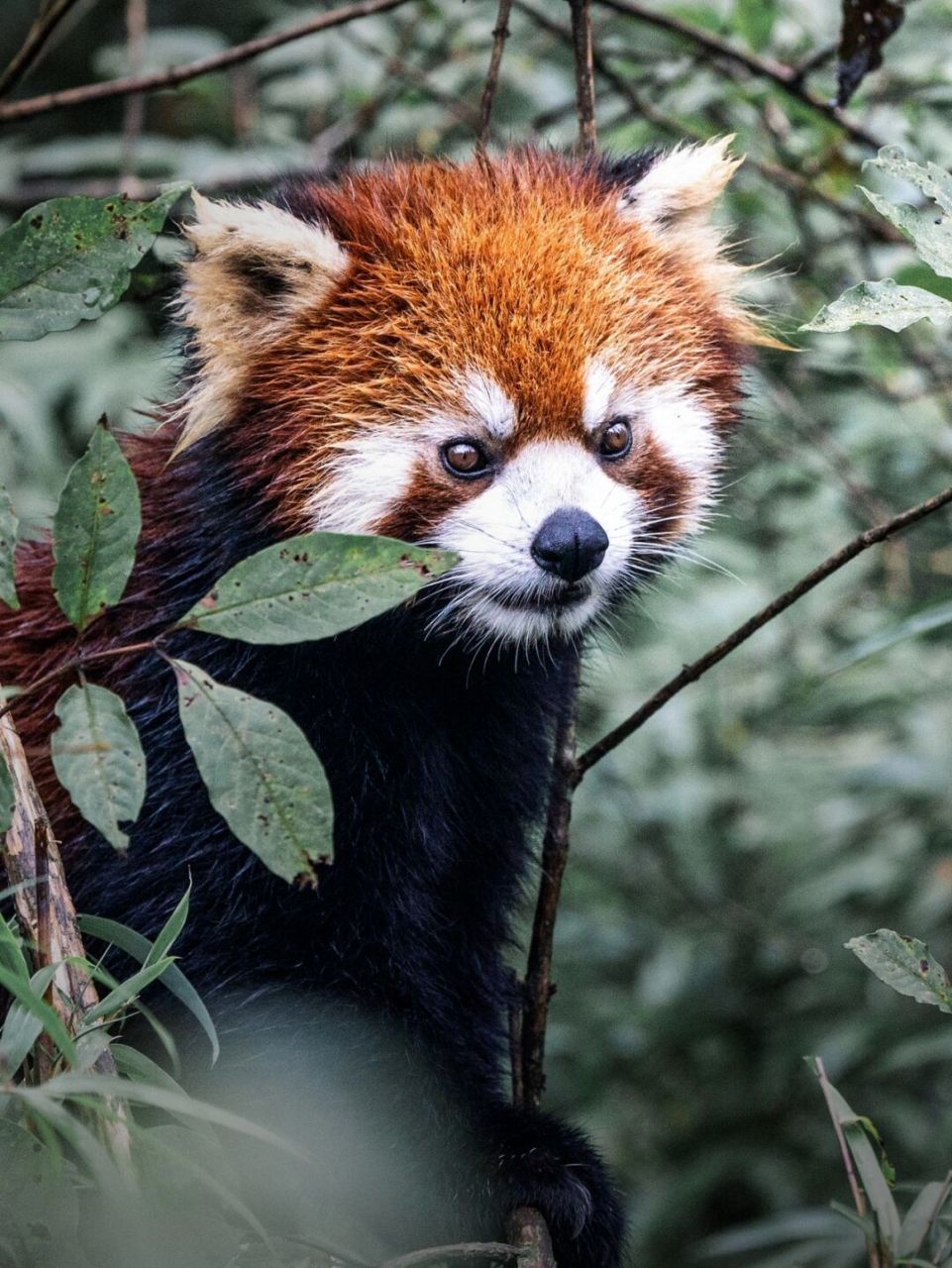 拍摄这张照片的时候,这只野生小熊猫正在竹丛中觅食,等牠探出头观察