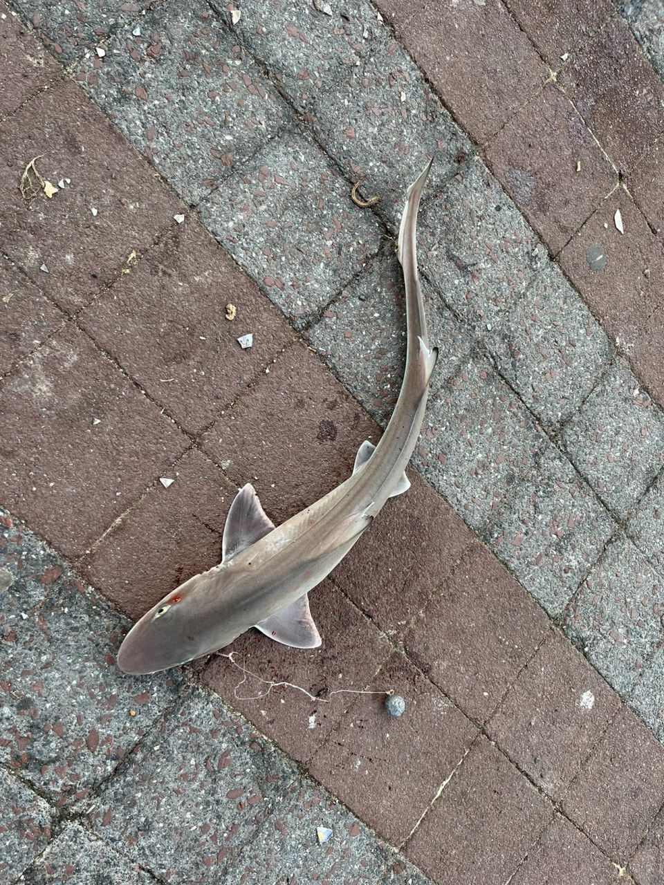 钓到小鲨鱼了 钓到小鲨鱼