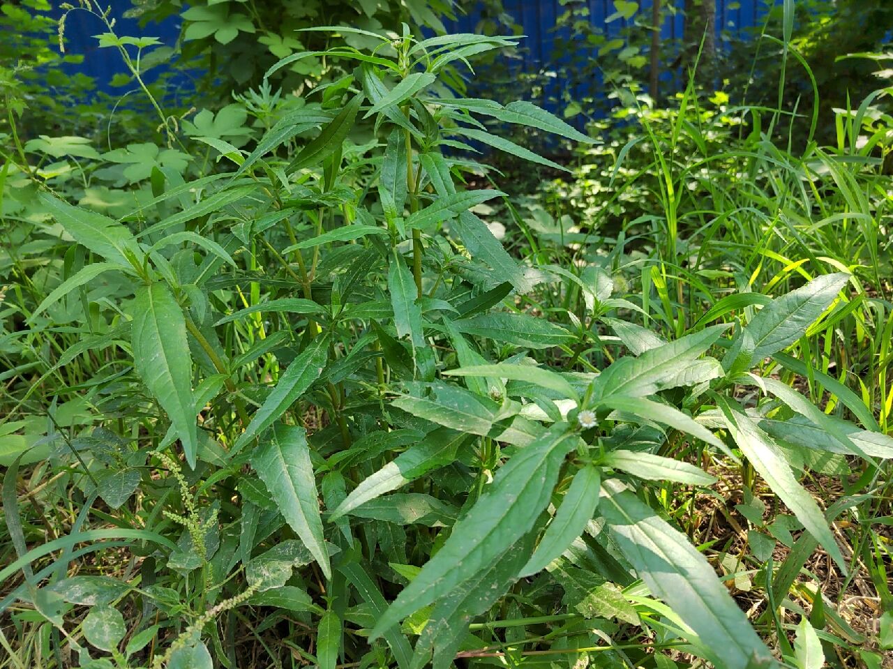 中草药,扯根菜 扯根菜,虎耳草科,扯根菜属