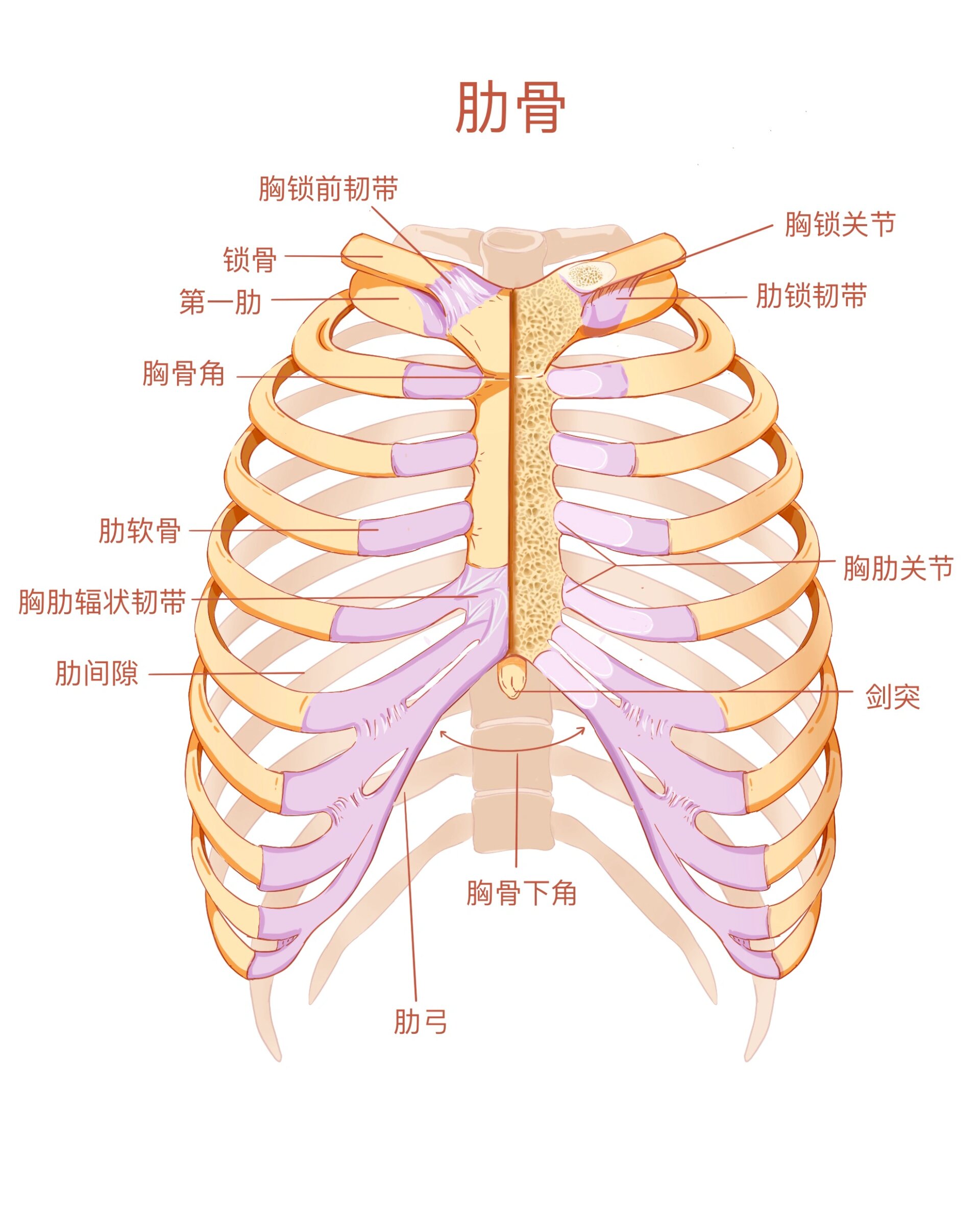 教材插画|系统解剖学图谱重绘3 肋骨胸骨