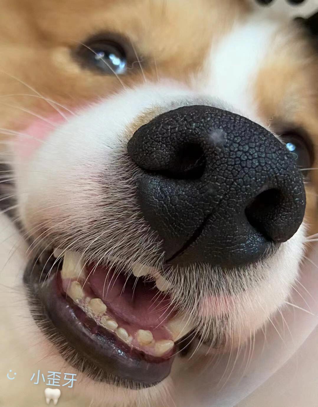 长毛柯基的剃毛心得