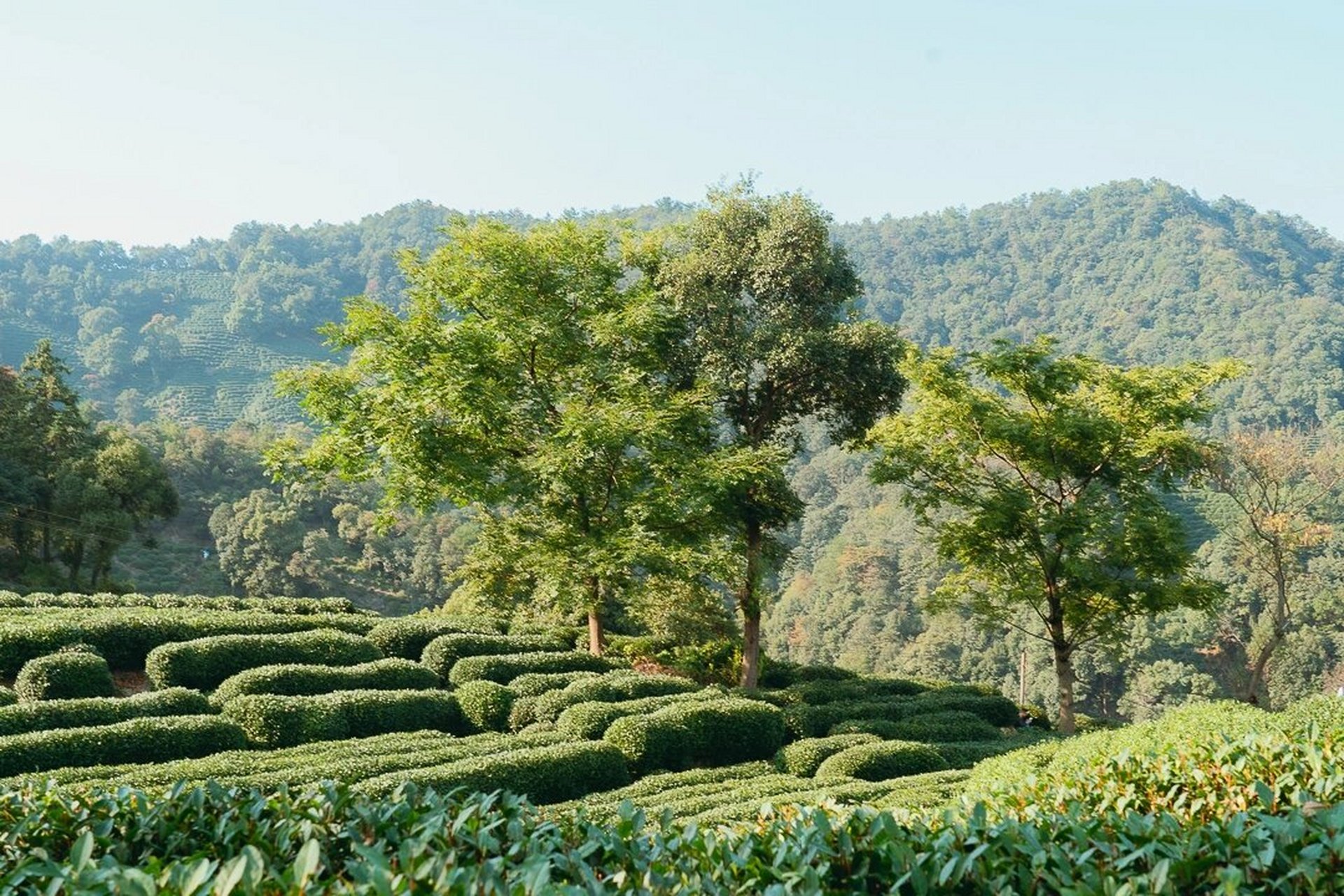 7215每周一山|九溪十八涧徒步攻略 99浙江杭州九溪十八涧