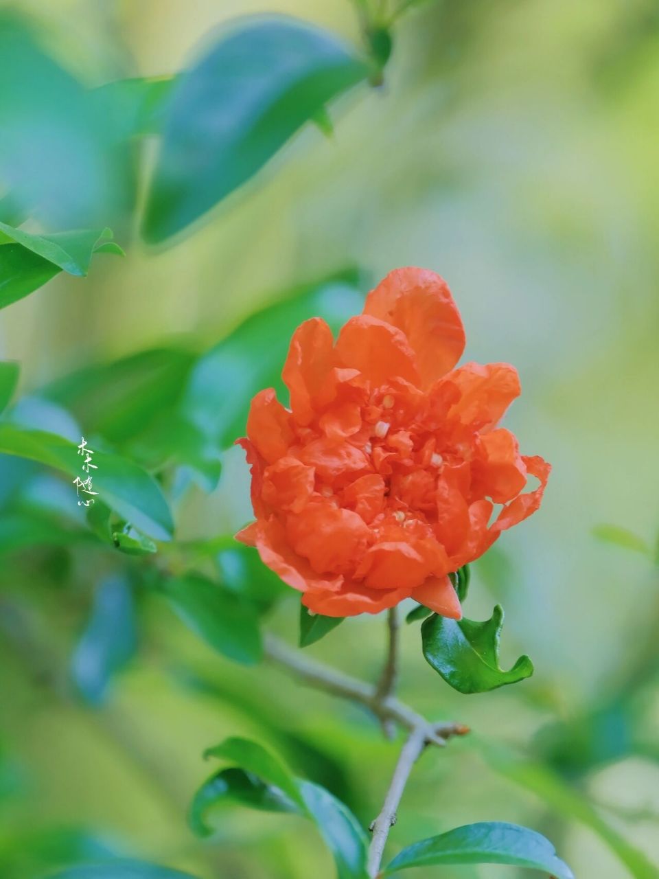 万绿丛中一点红-很多人爱的石榴花 #花# #石榴花# #素材分享# #画画