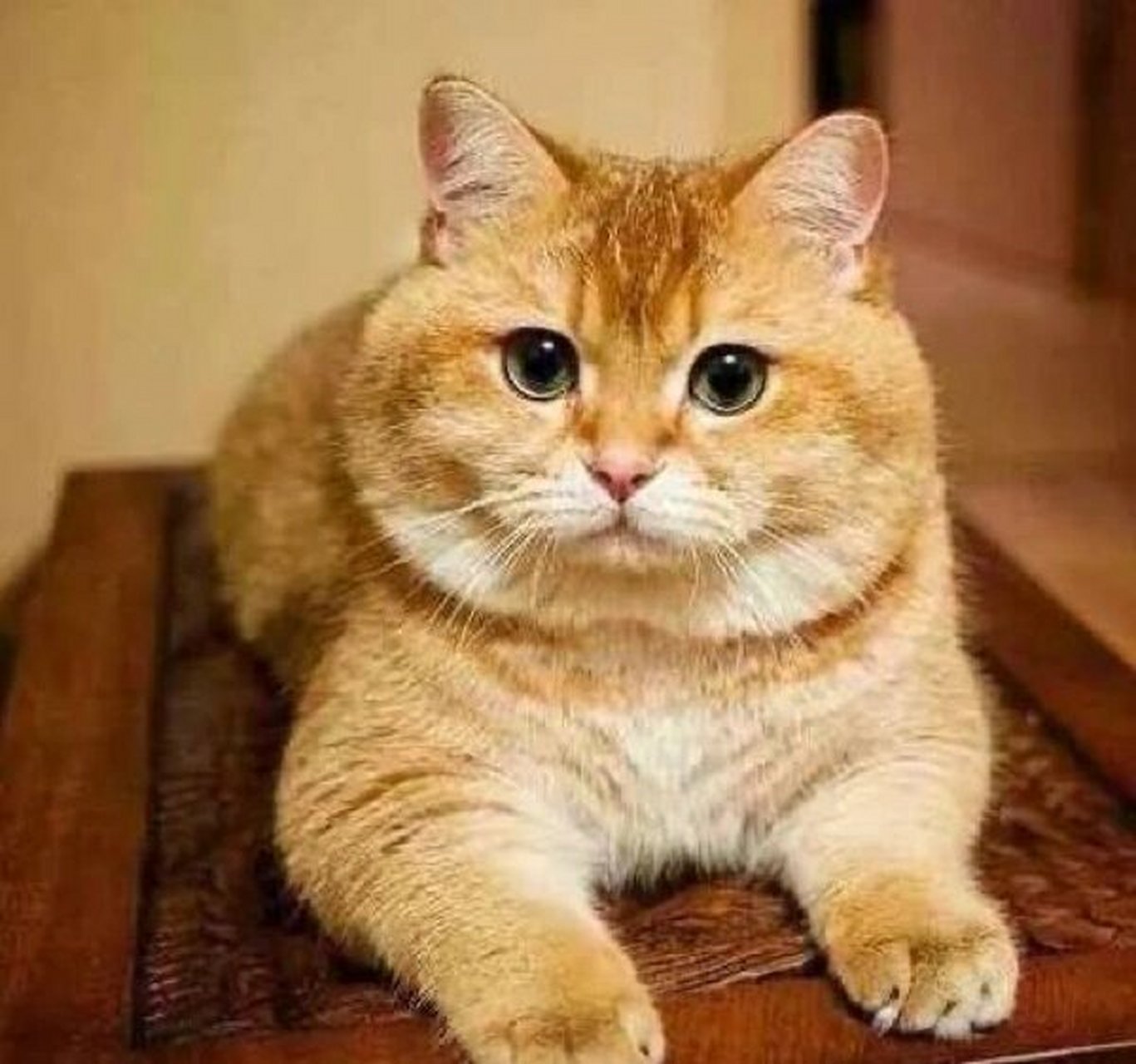 橘猫(学名:felis silvestris catus)是食肉目猫科动物,分布于除南极洲