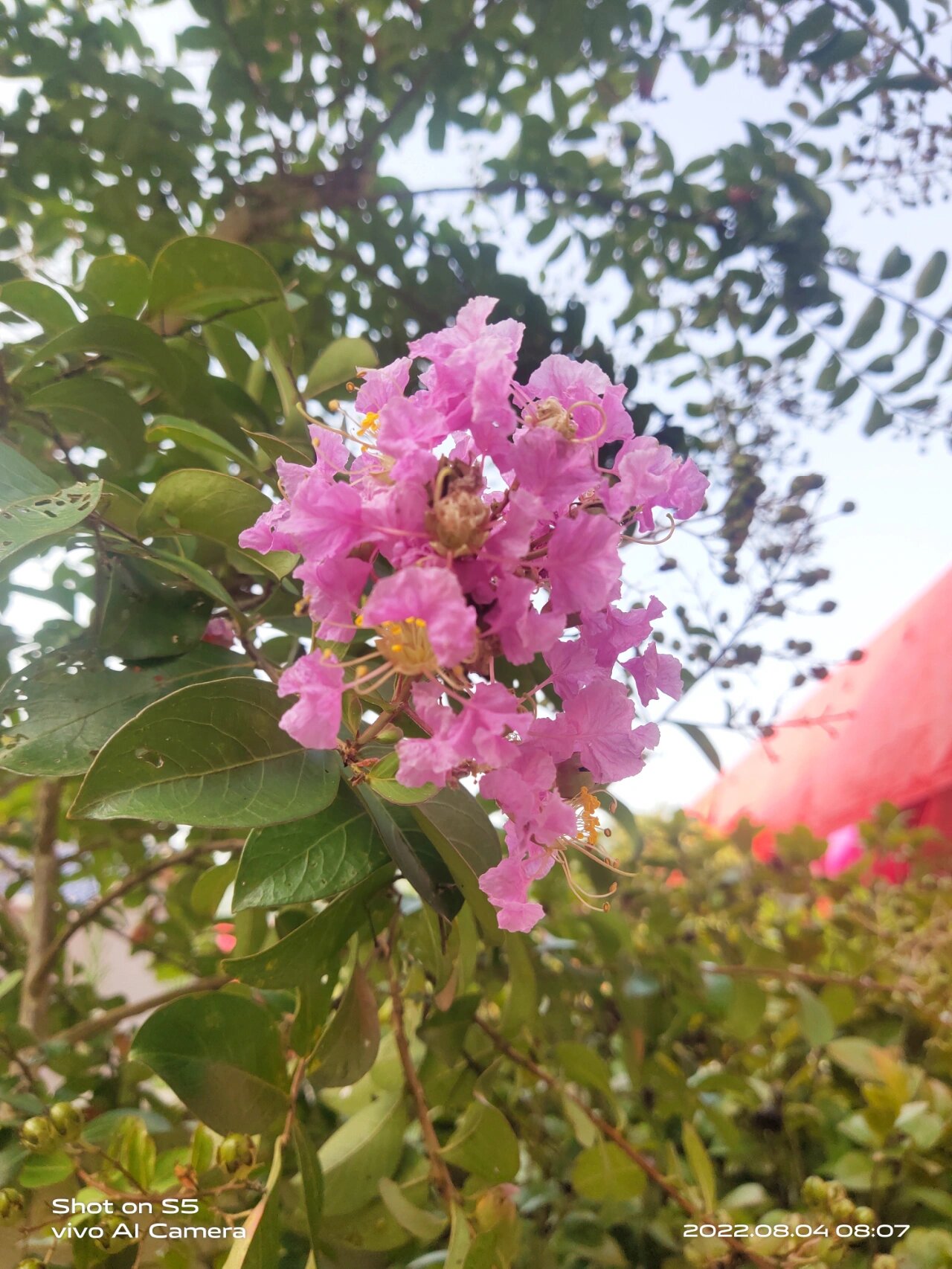 光棍树开花图片图片