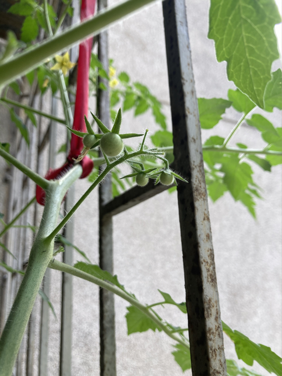 新手种番茄,从种子开始的. 长到这个时候,开完花后就断了.