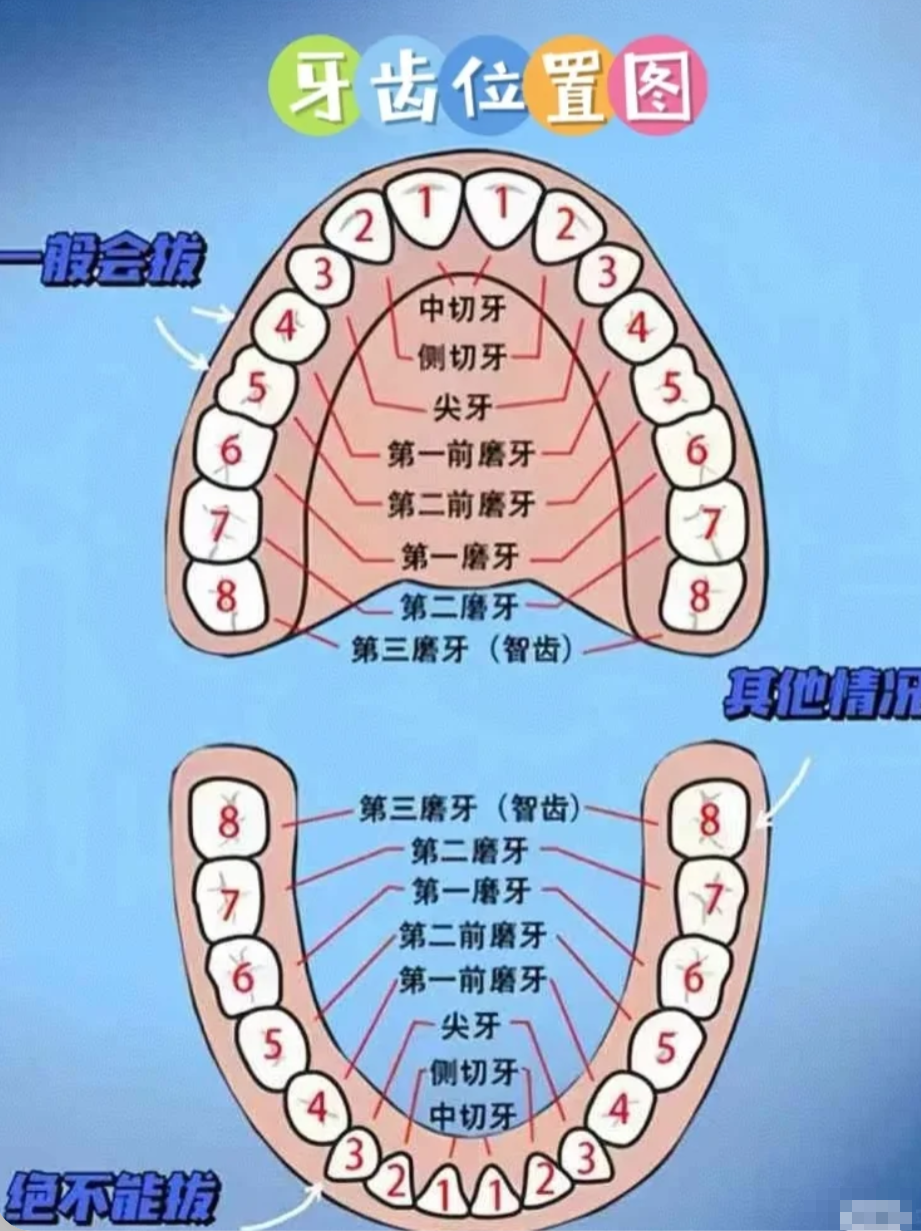 智齿就是口腔最里面的第三磨牙,属于恒牙