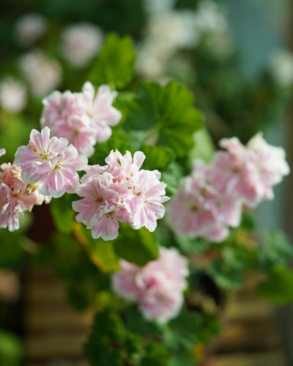 兽系天竺葵94天竺葵届的美貌天花板 94阳台花园的王者82花期长